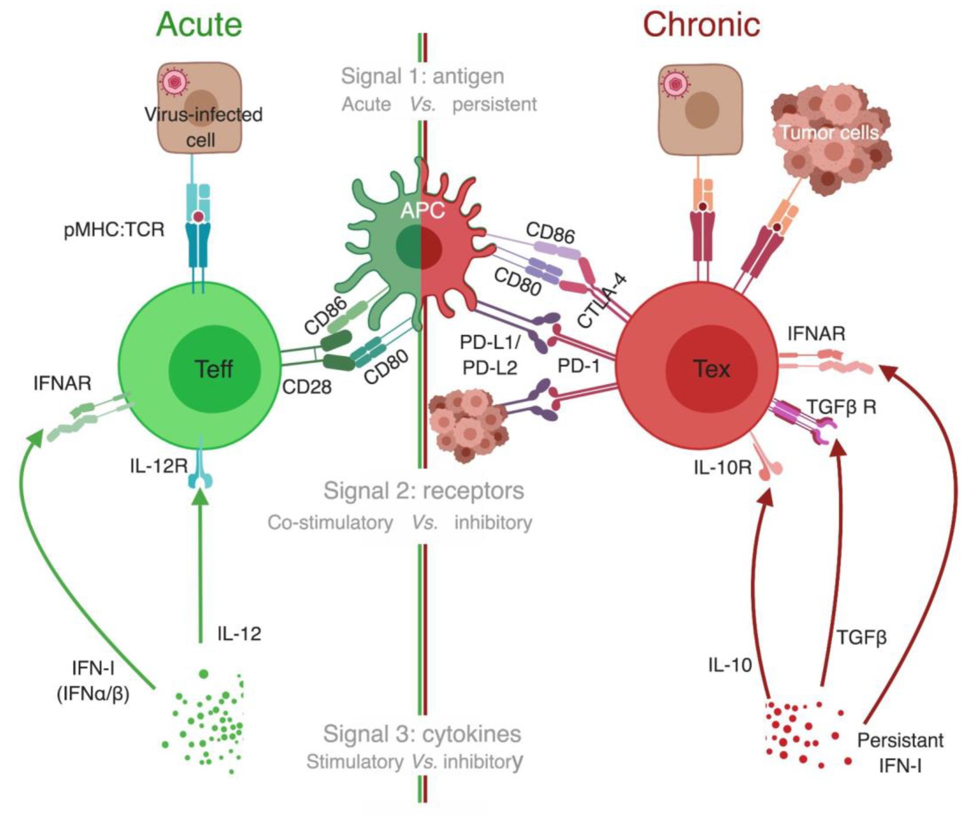 Viruses 11 00106 g005 Viruses 11 00106 g005