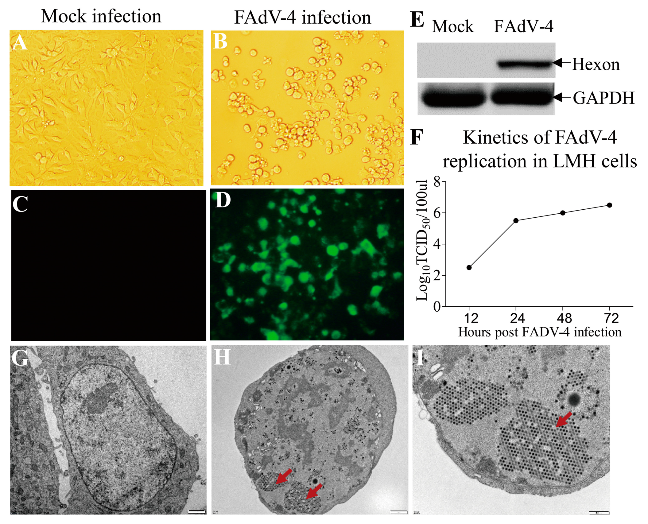 Viruses 11 00107 g001 Viruses 11 00107 g001