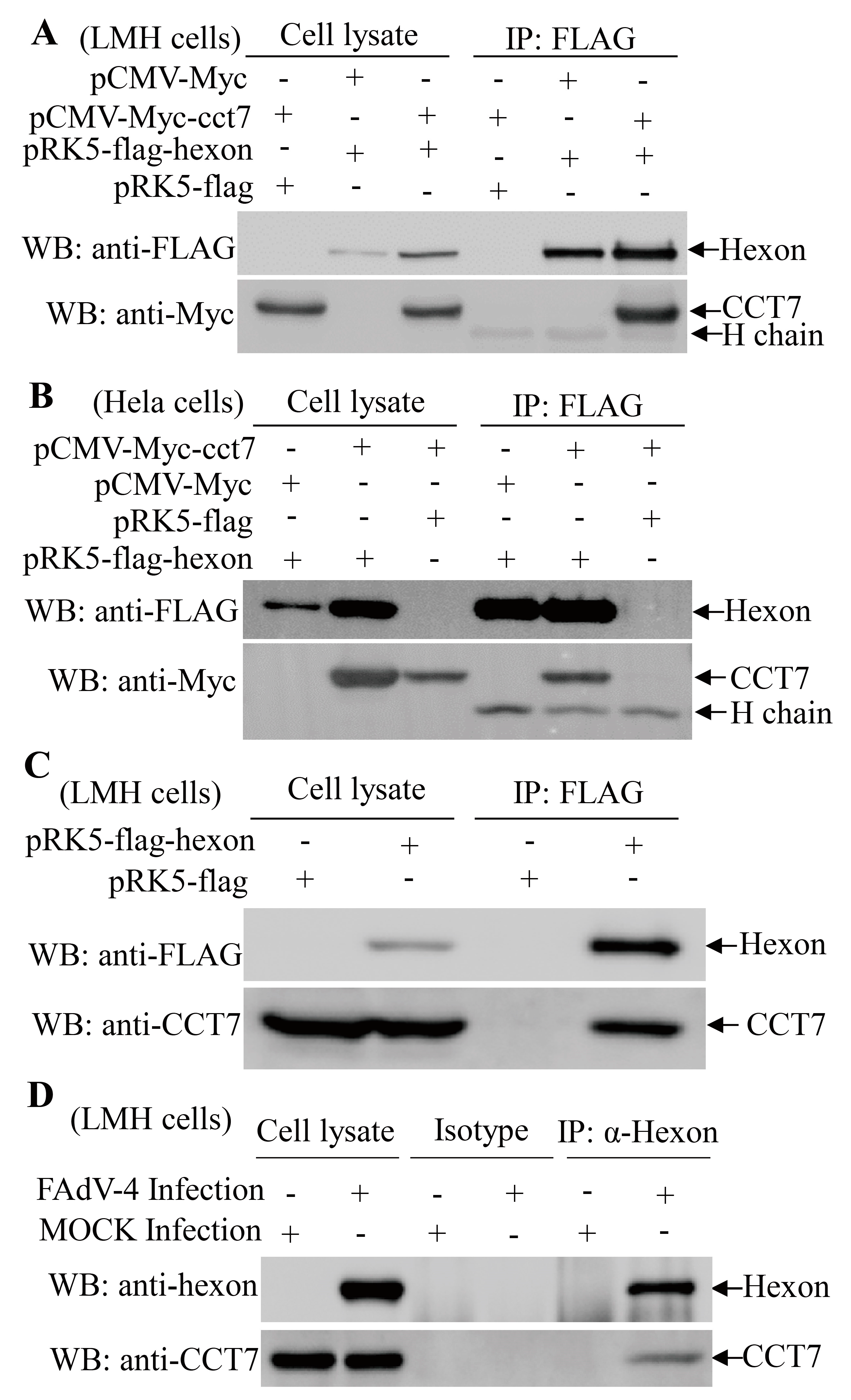 Viruses 11 00107 g003 Viruses 11 00107 g003