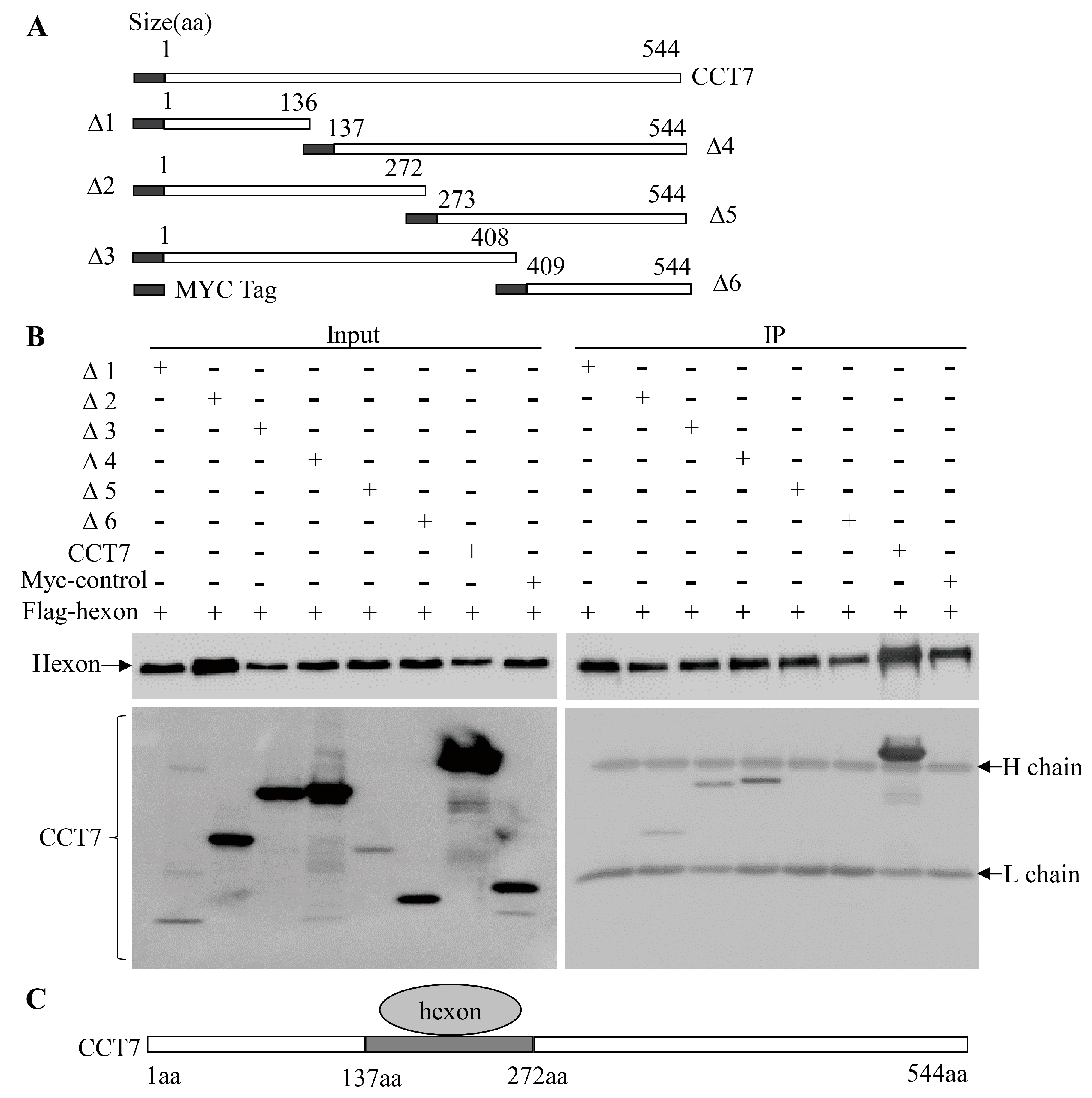 Viruses 11 00107 g005 Viruses 11 00107 g005