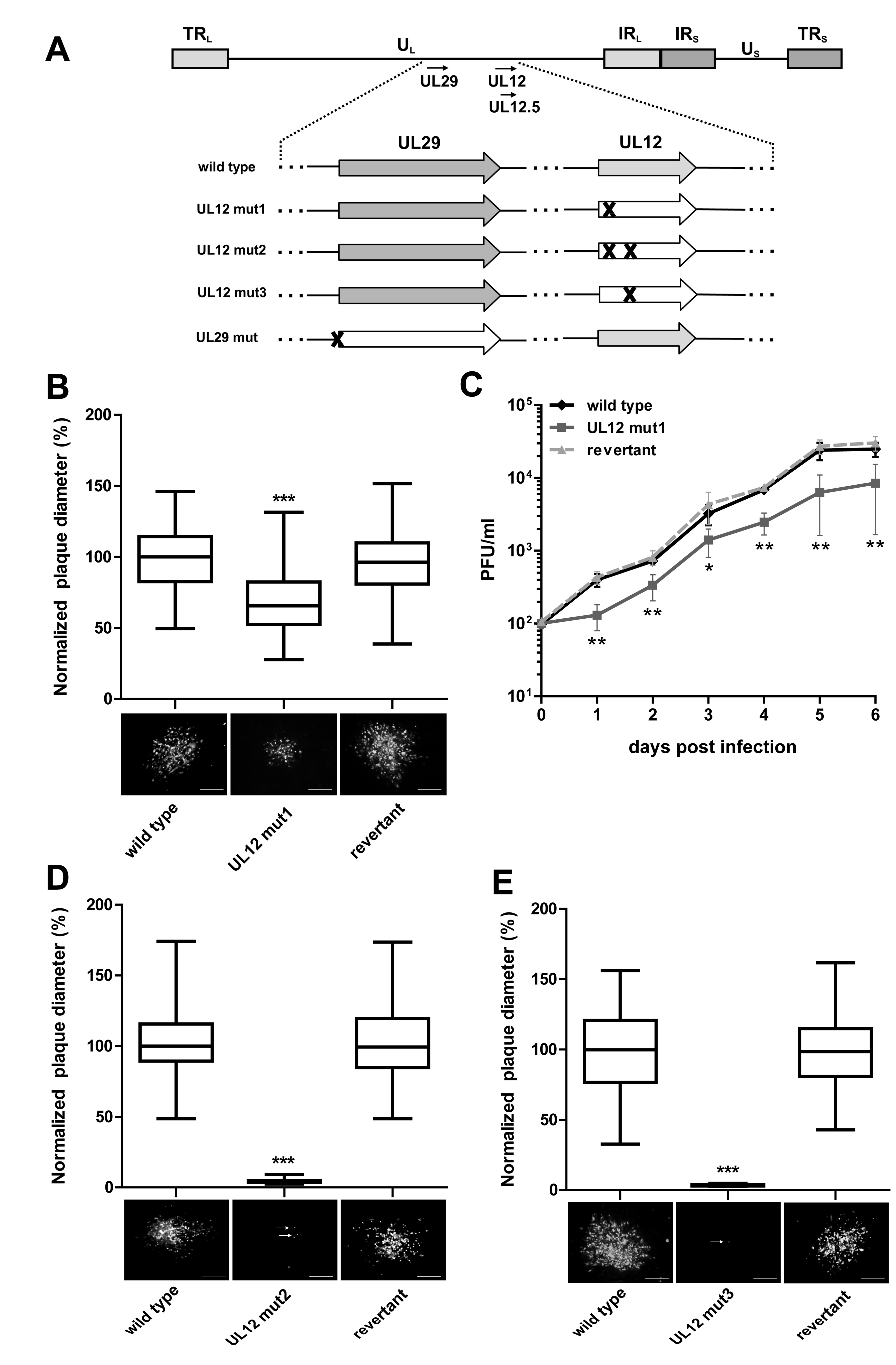 Viruses 11 00111 g001 Viruses 11 00111 g001