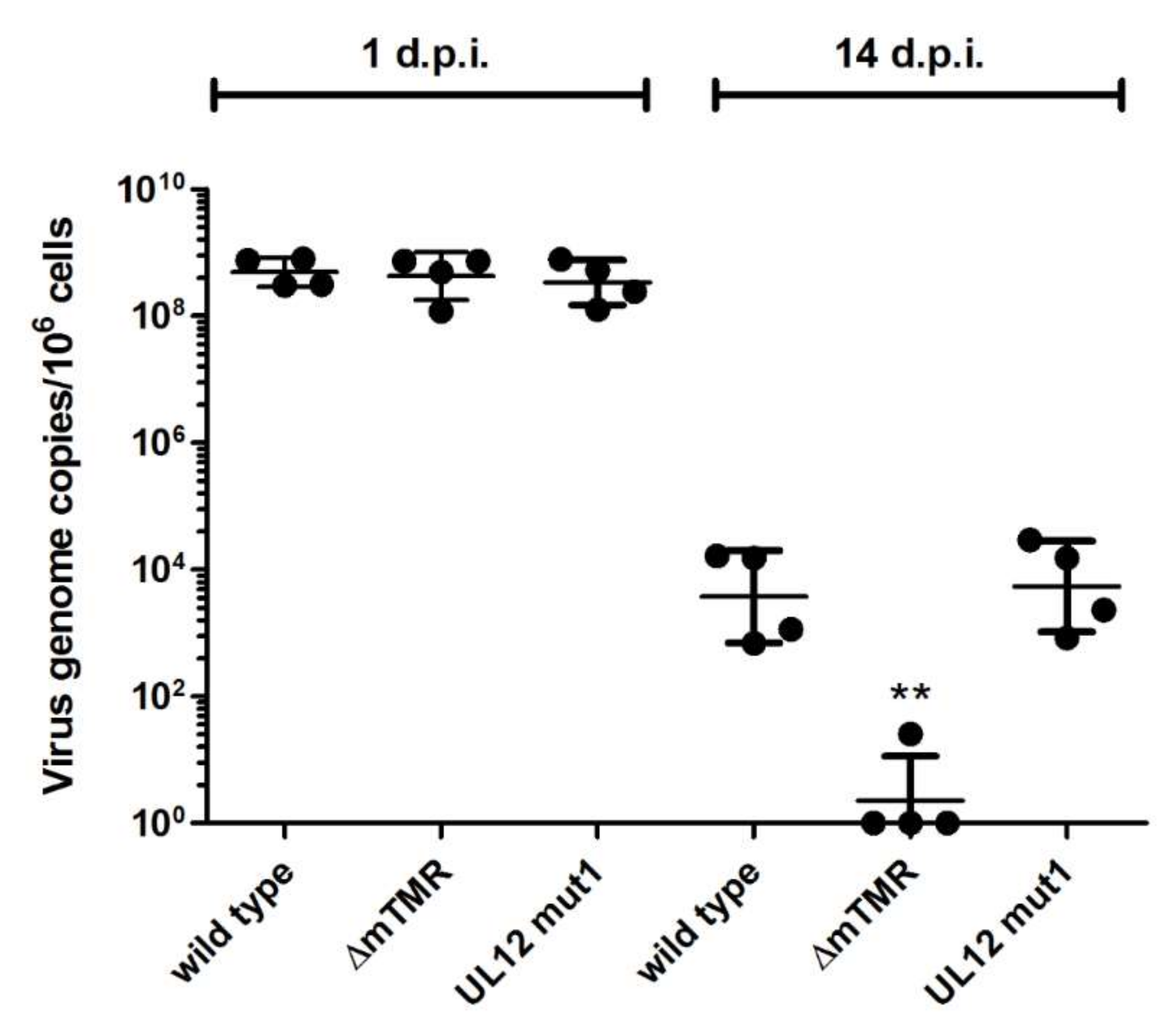 Viruses 11 00111 g004 Viruses 11 00111 g004