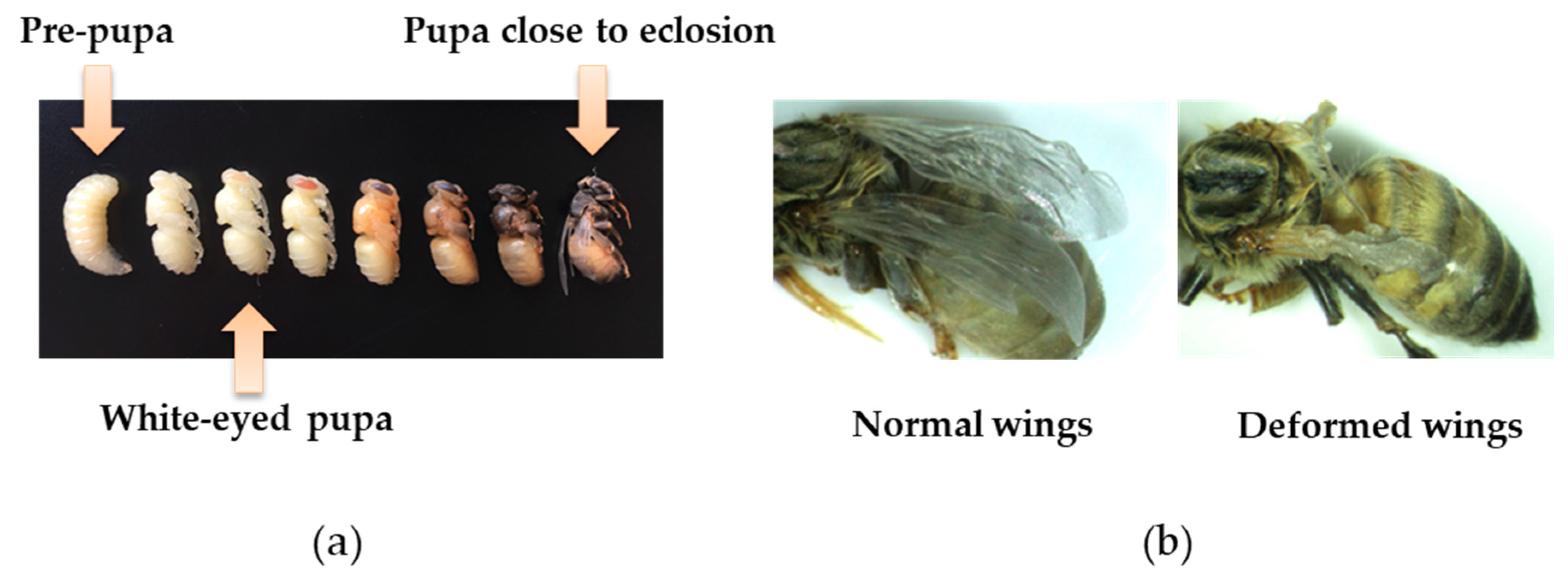 Viruses 11 00114 g001