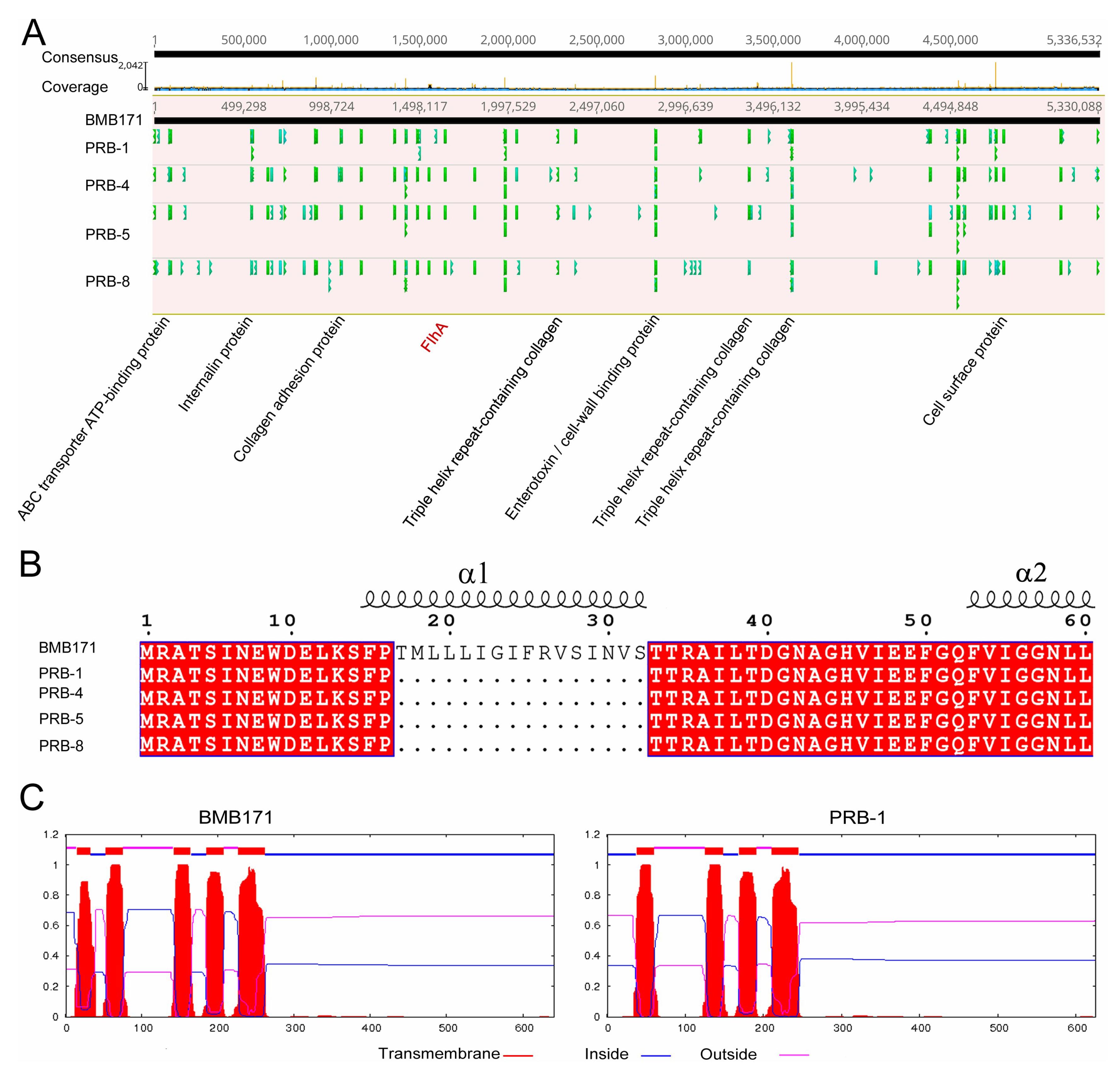 Viruses 11 00118 g004