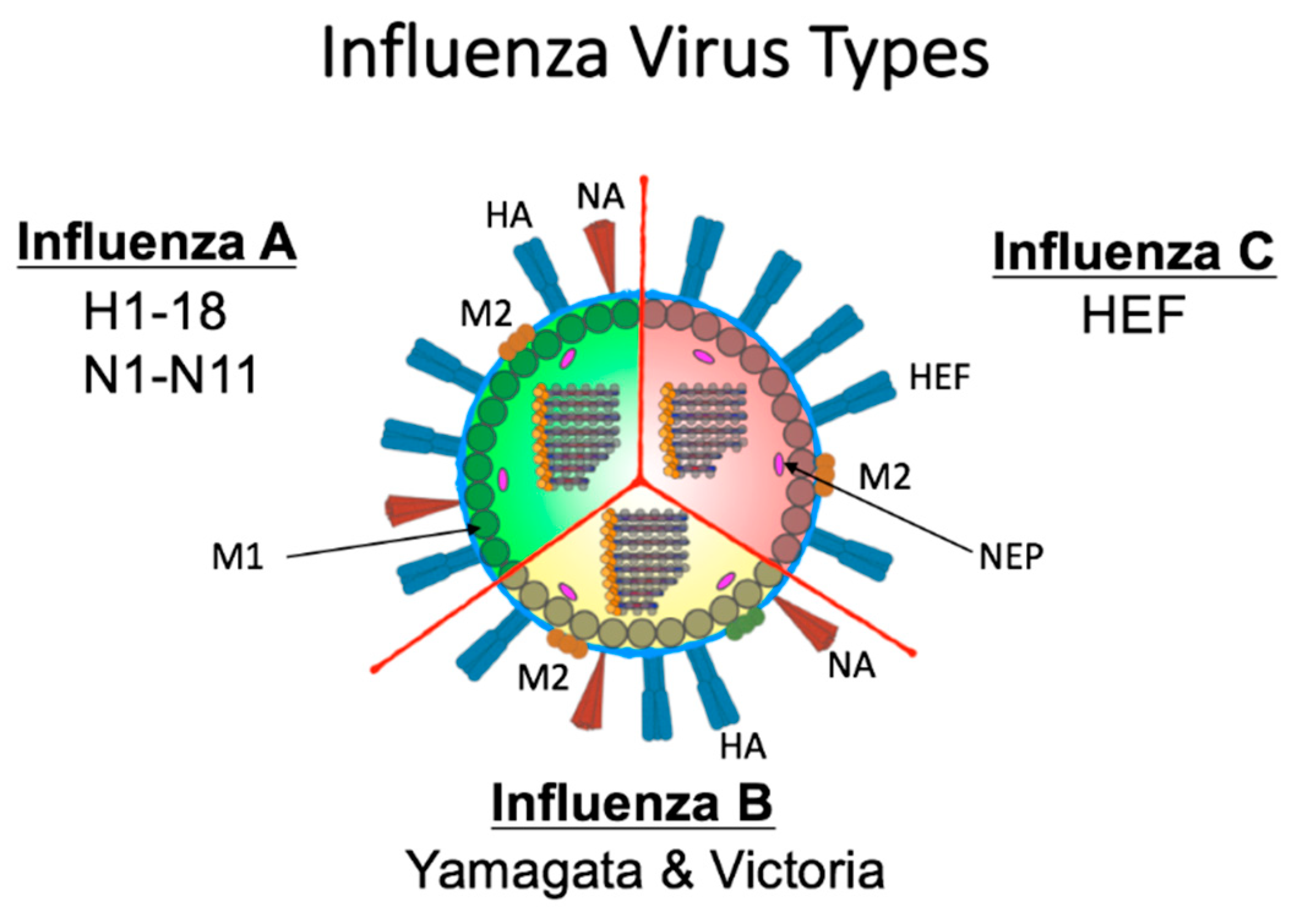  Influenza  B Virus  Under Microscope Micropedia