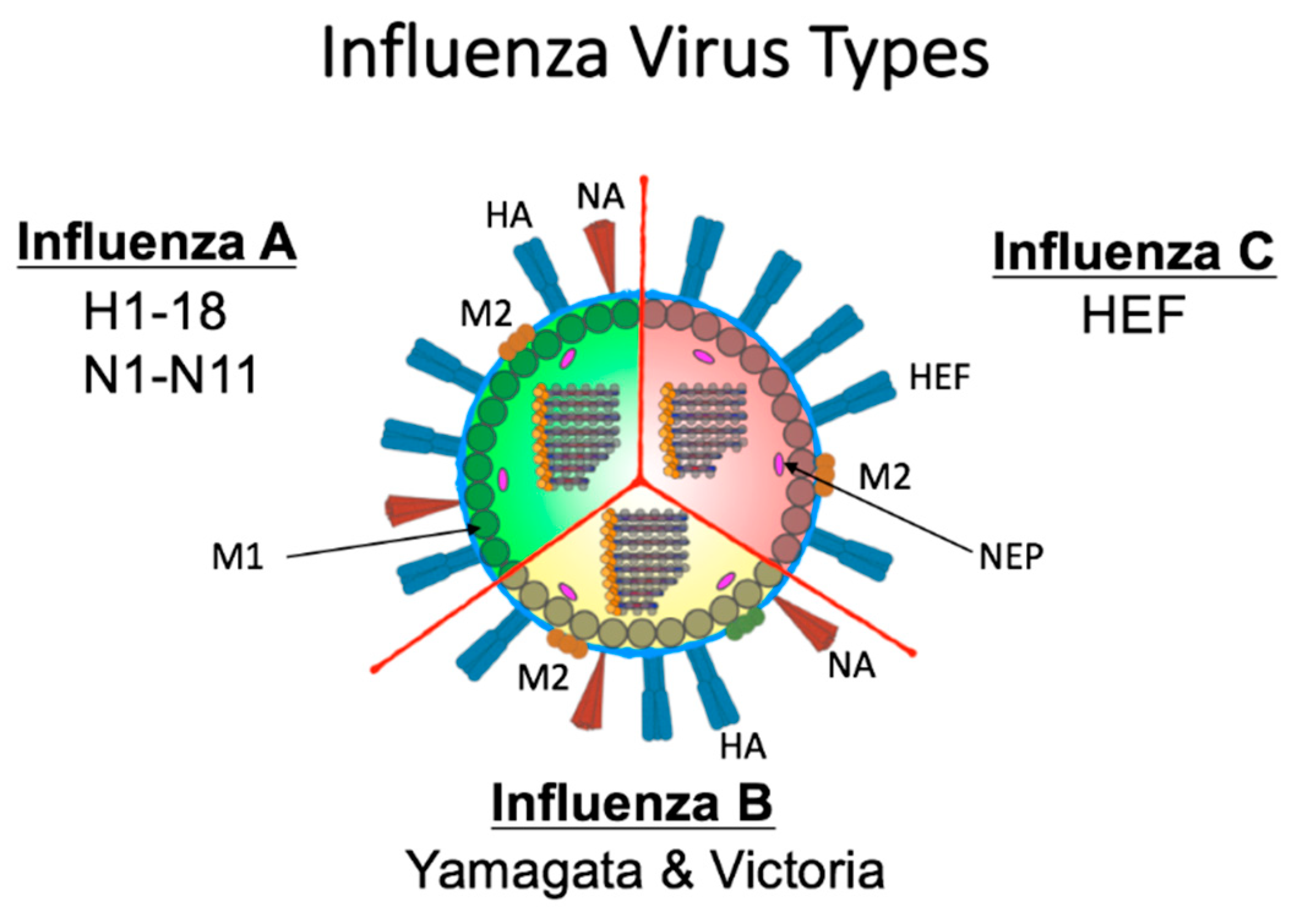 Viruses Free Full Text Back To The Future For Influenza Preimmunity Looking Back At Influenza Virus History To Infer The Outcome Of Future Infections Html