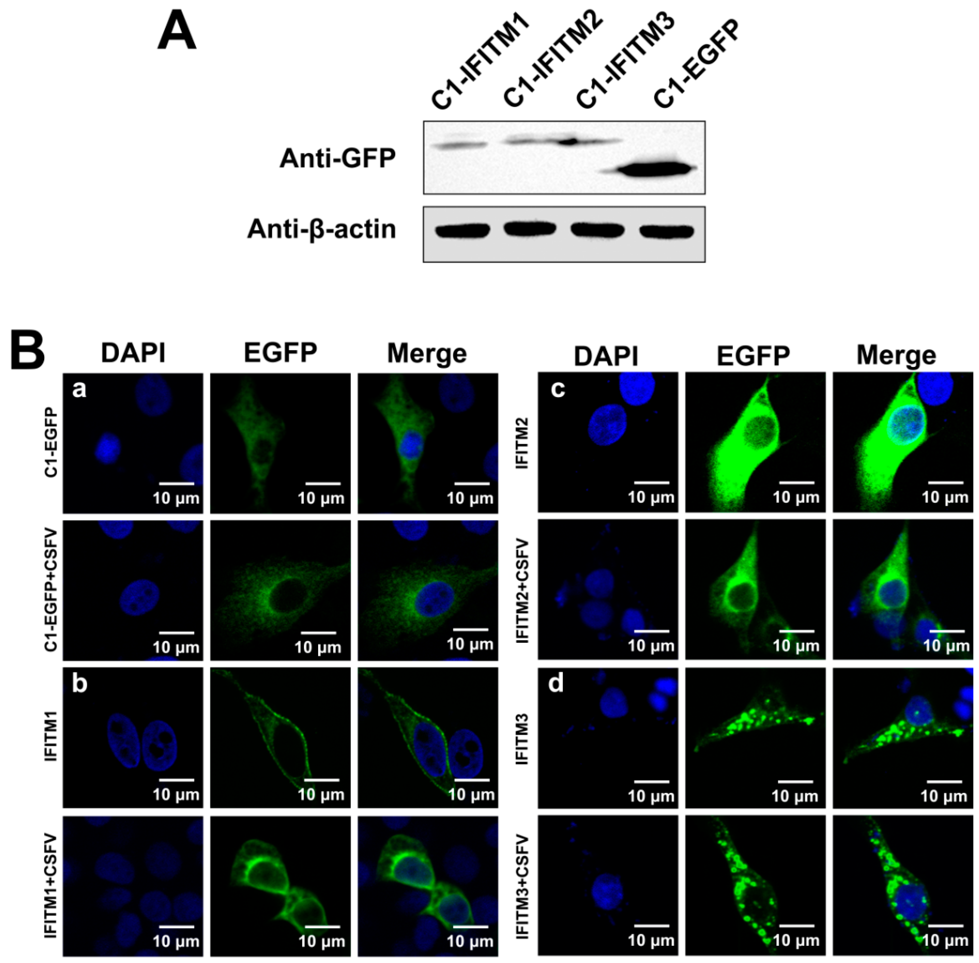 Viruses 11 00126 g005