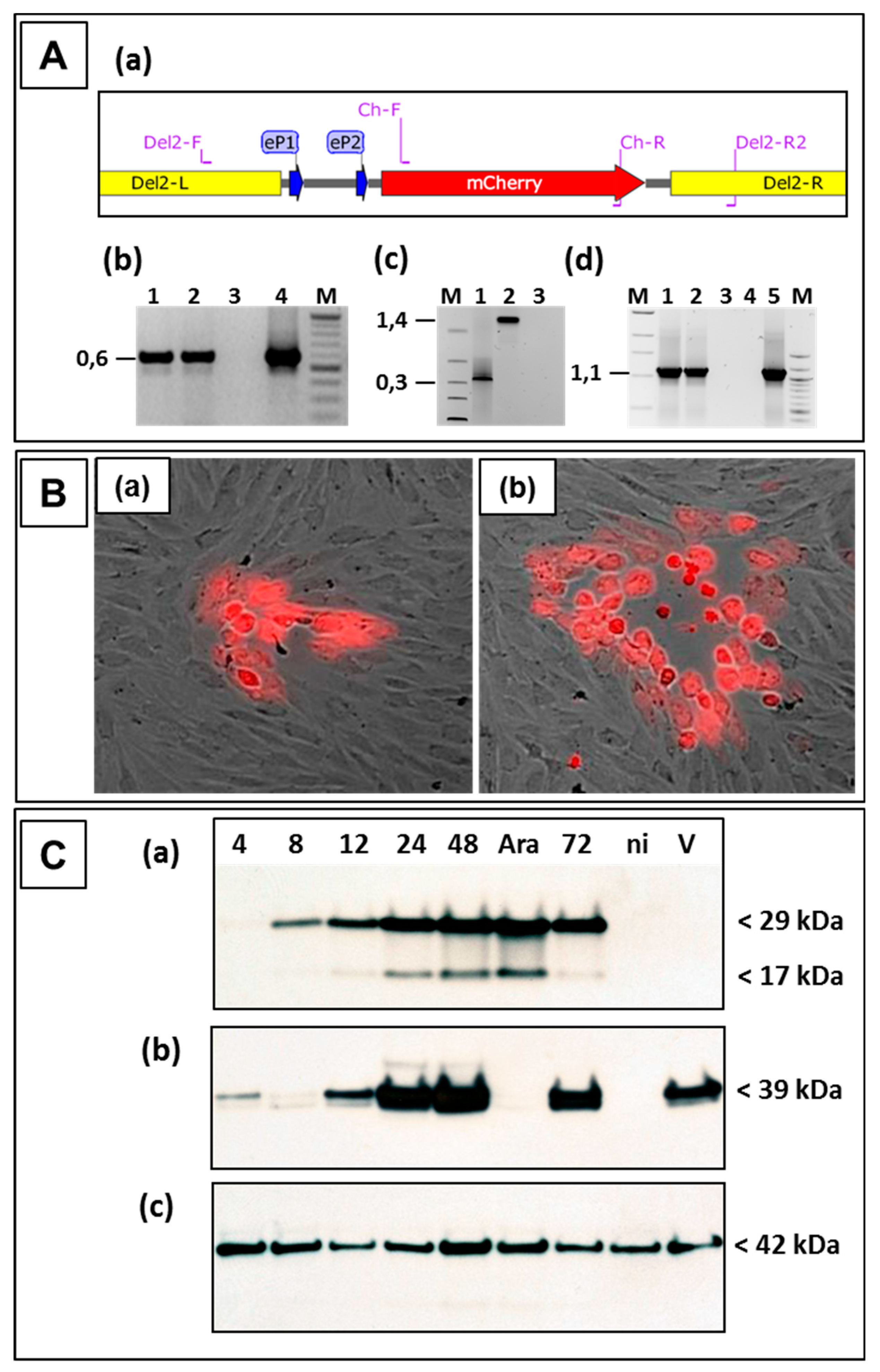 Viruses 11 00127 g004