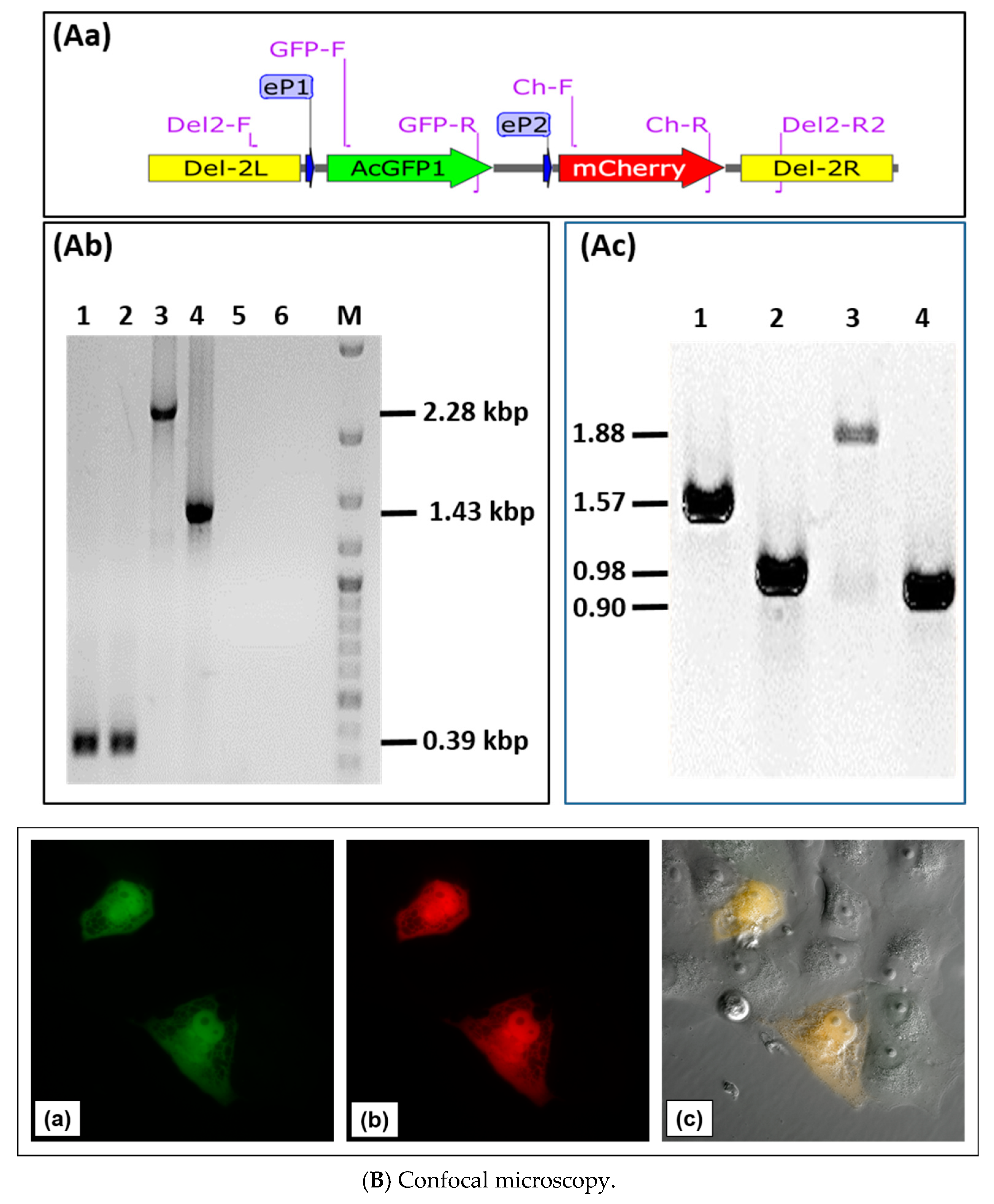 Viruses 11 00127 g005a