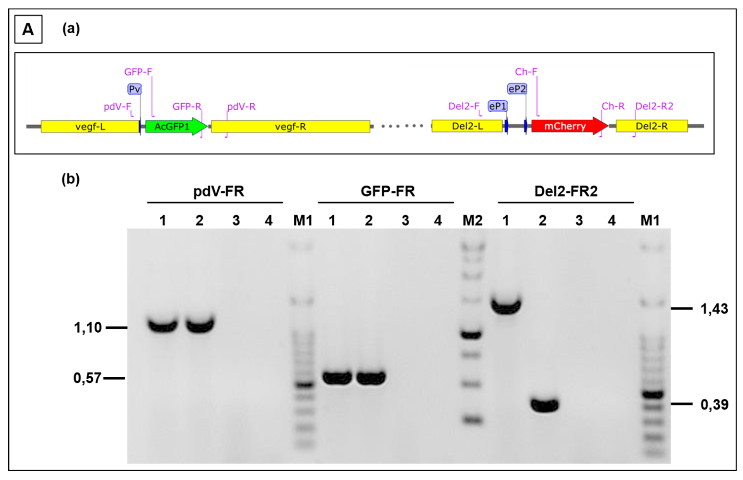 Viruses 11 00127 g006a
