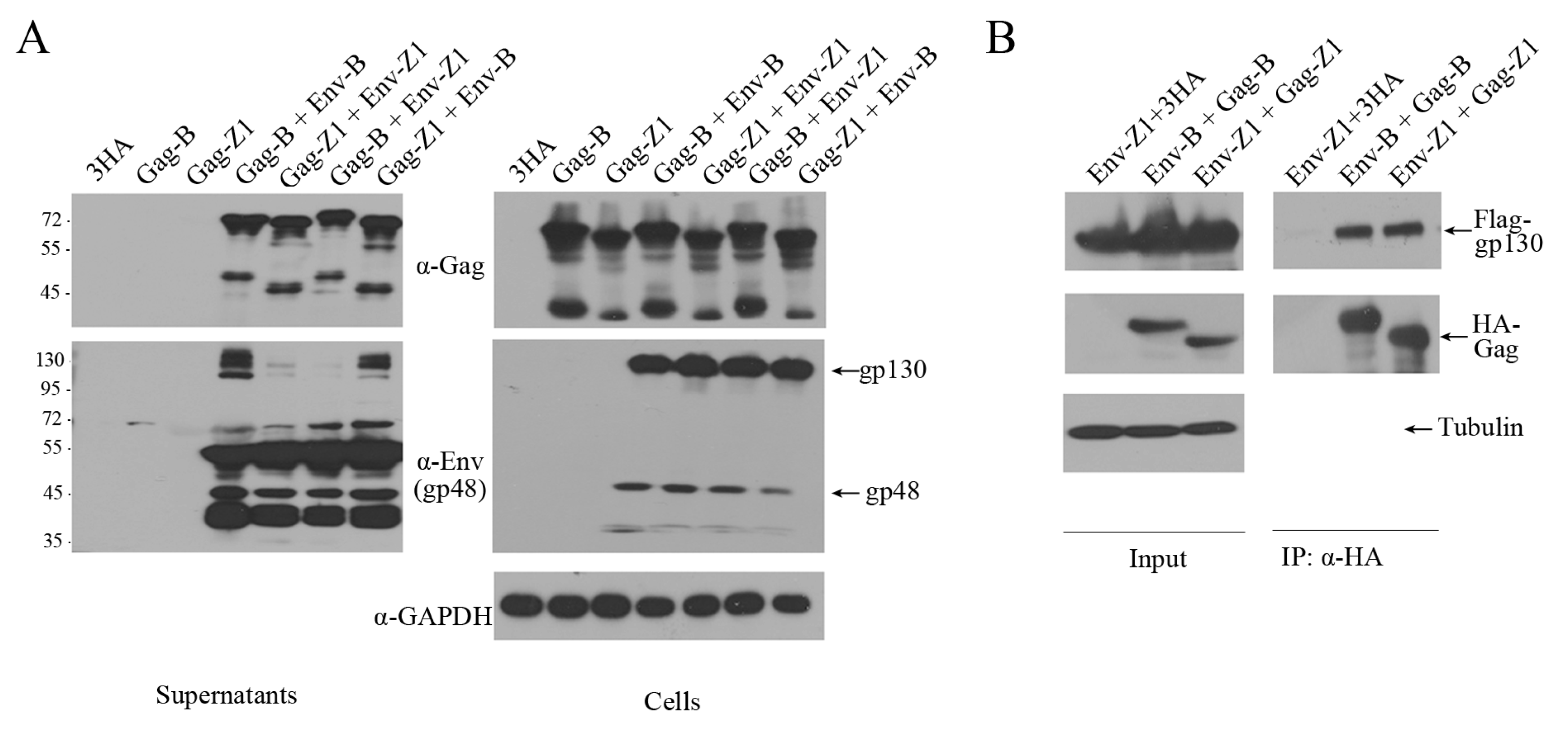 Viruses 11 00130 g006 Viruses 11 00130 g006