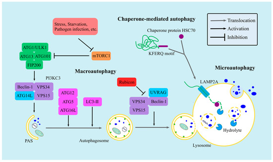 Crosstalk between Autophagy and Type I Interferon Responses