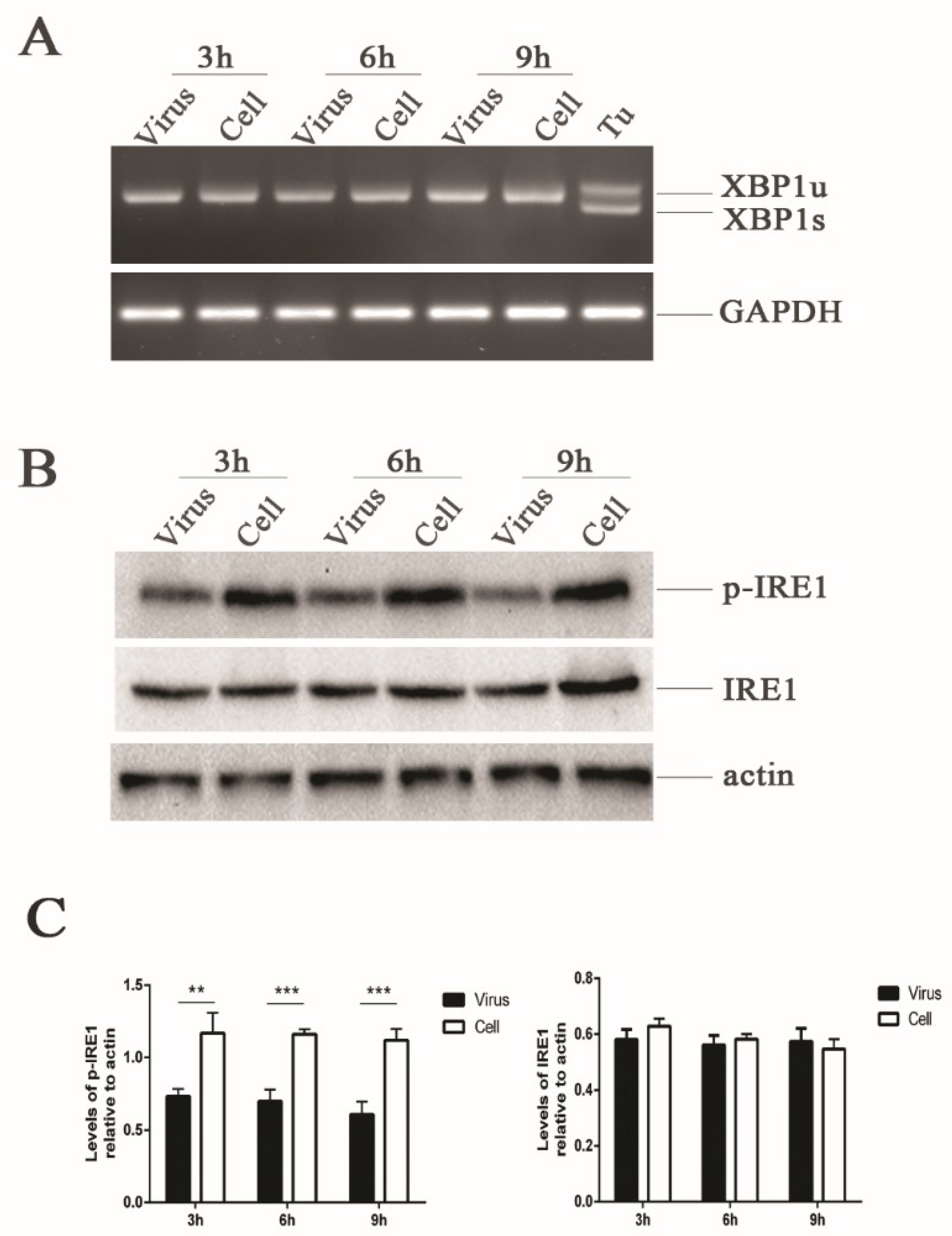 Viruses 11 00133 g002