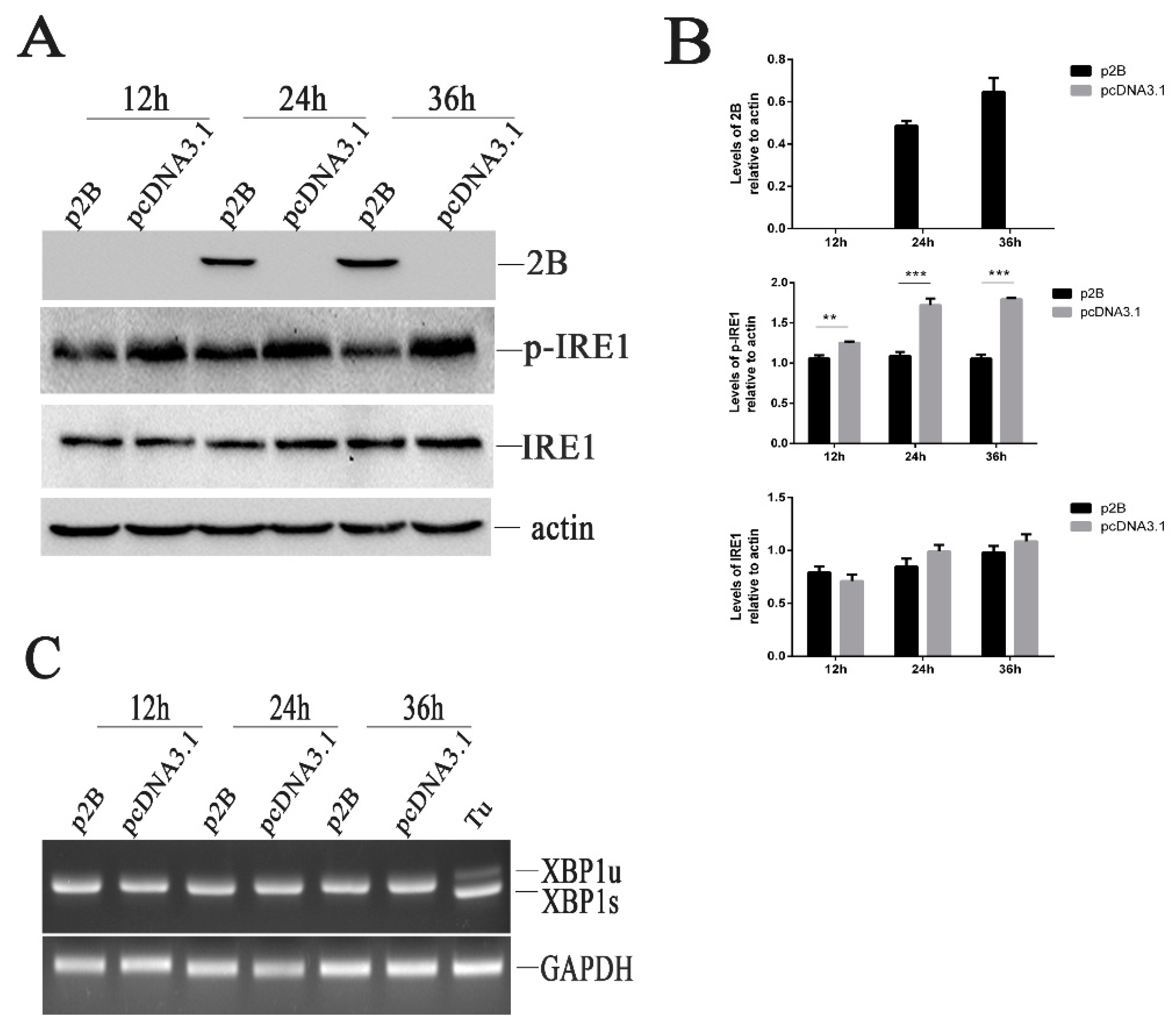 Viruses 11 00133 g006
