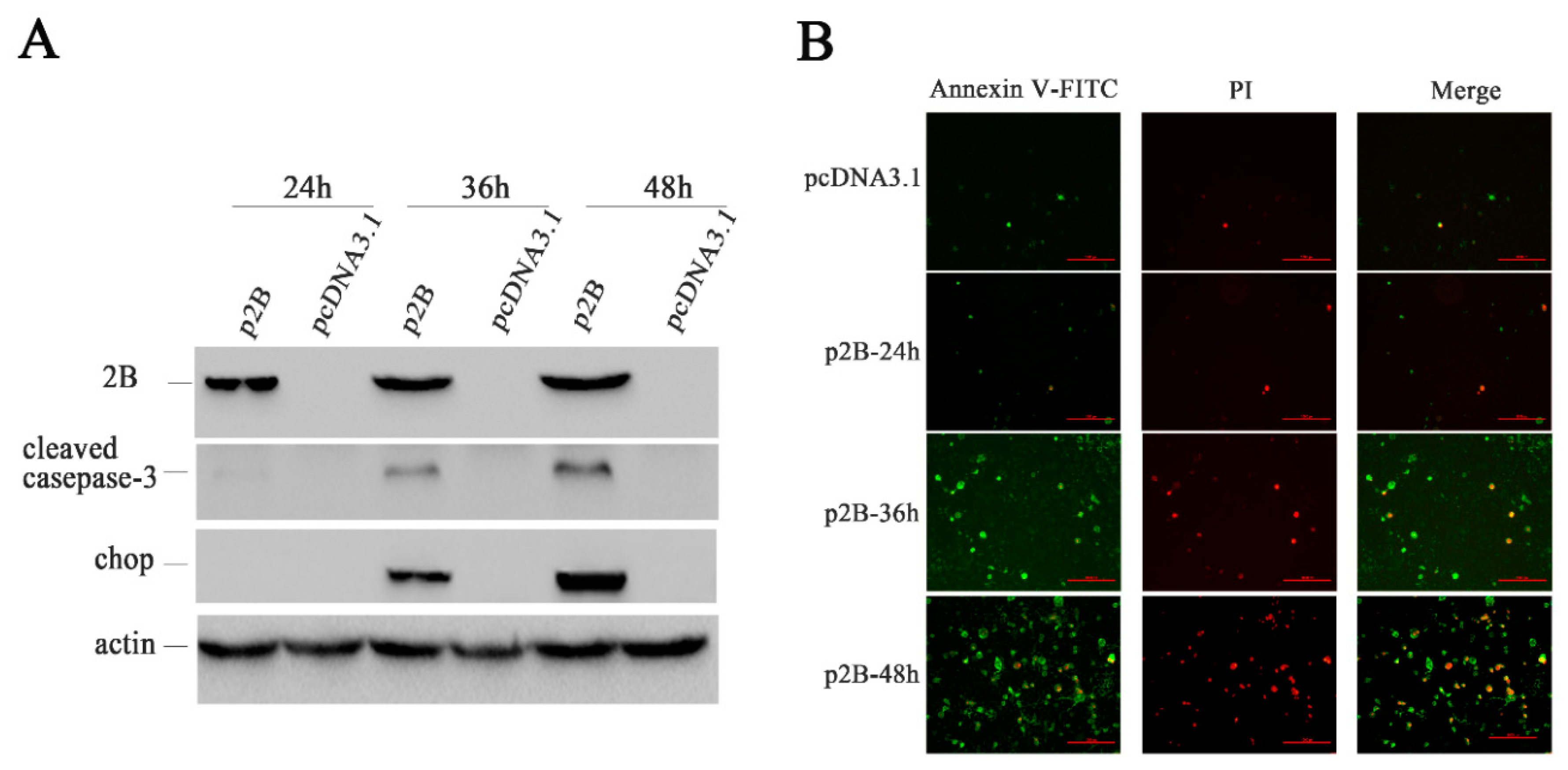 Viruses 11 00133 g007