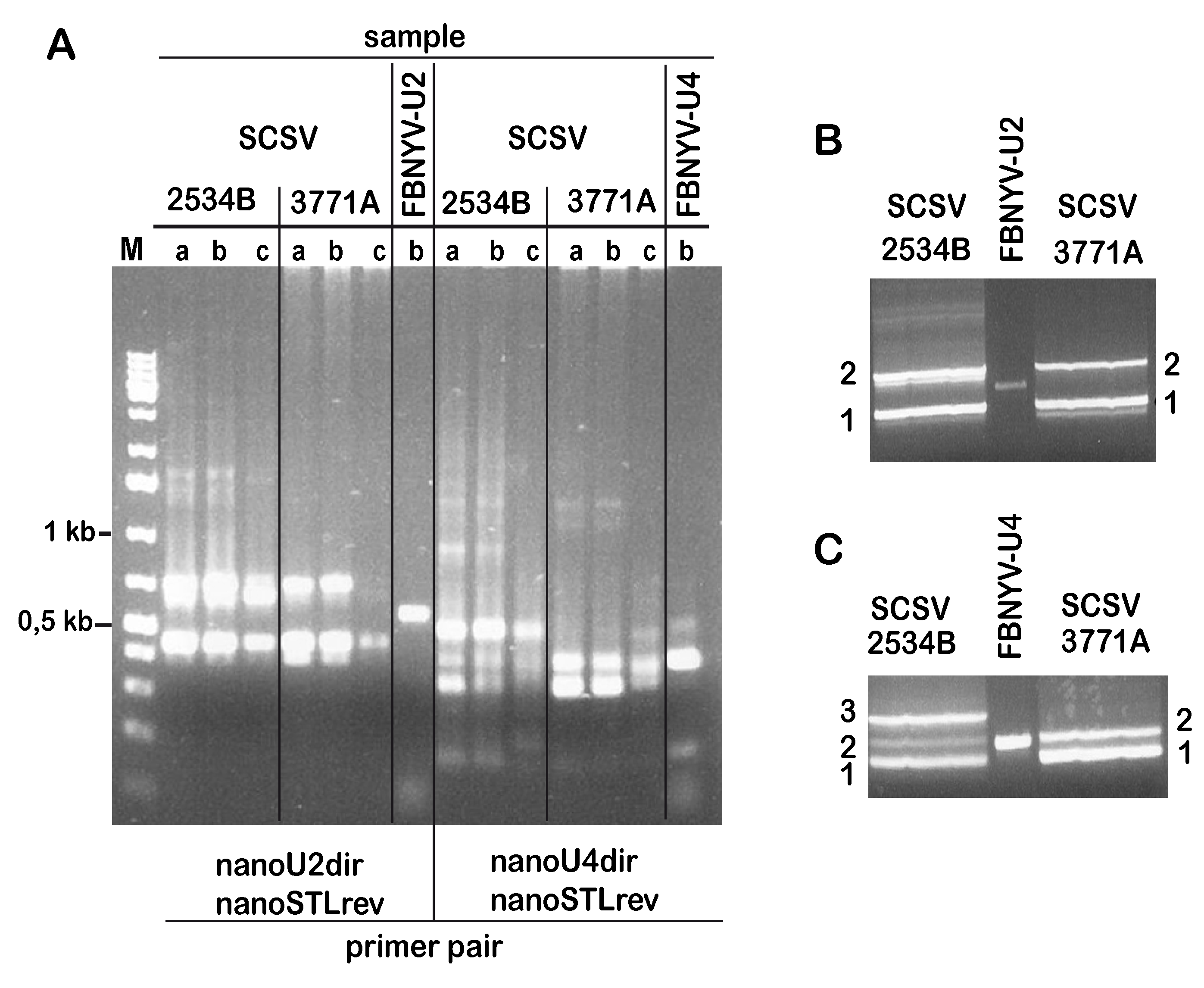 Viruses 11 00138 g001