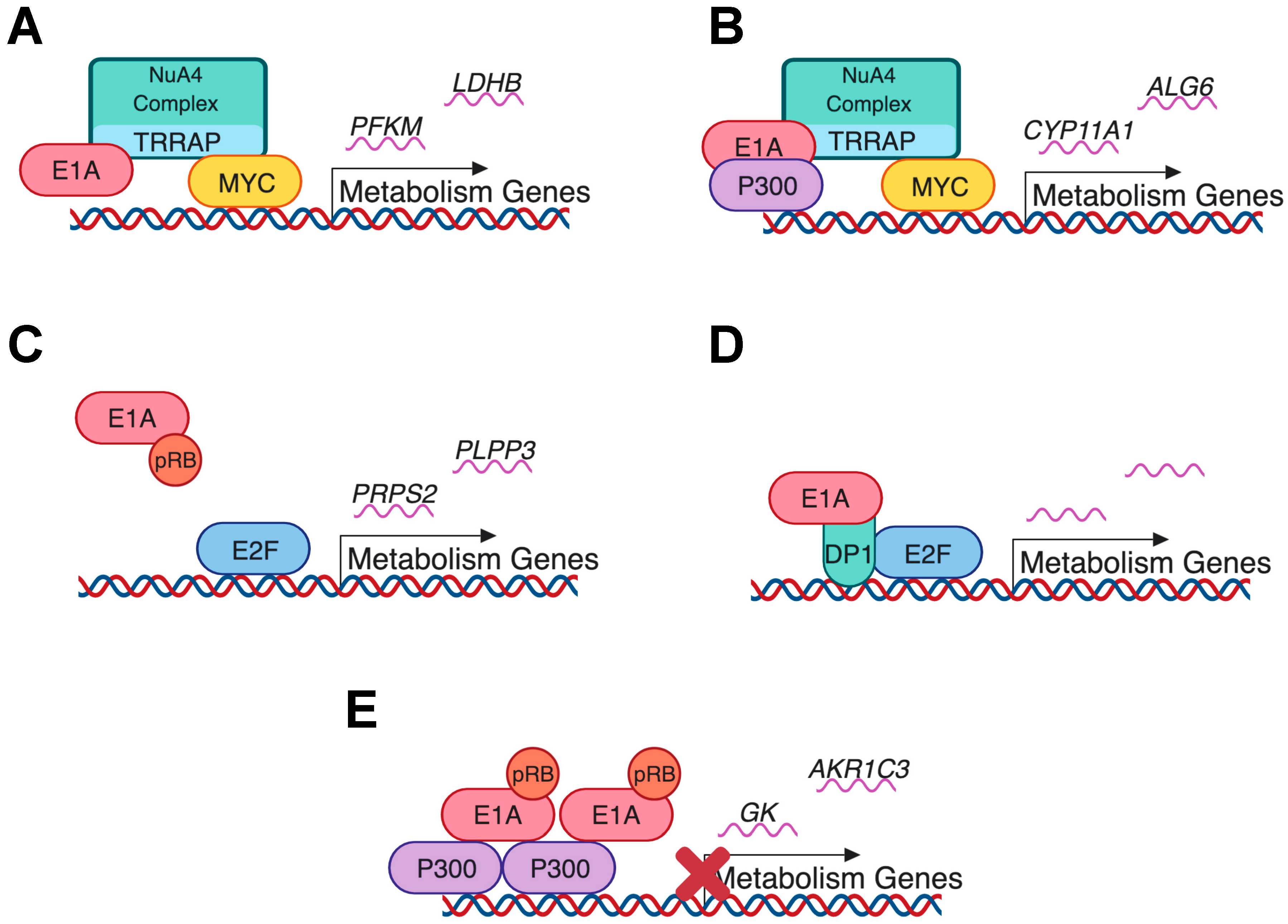 Viruses 11 00141 g006