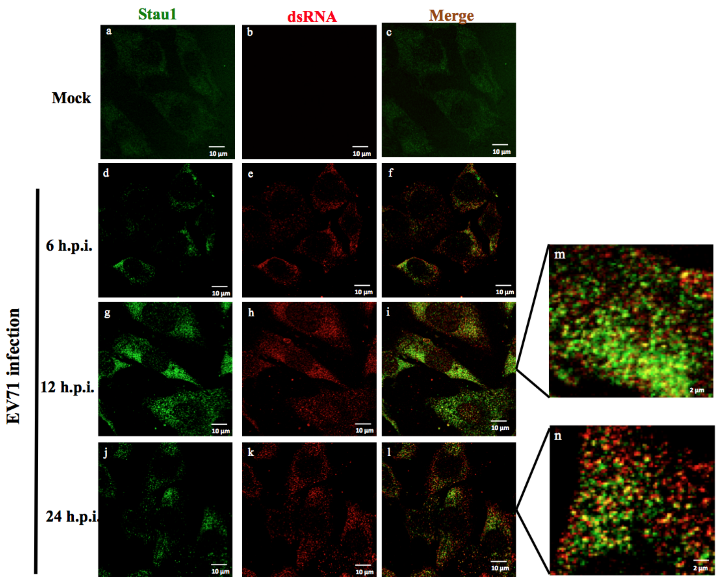 Viruses 11 00142 g002