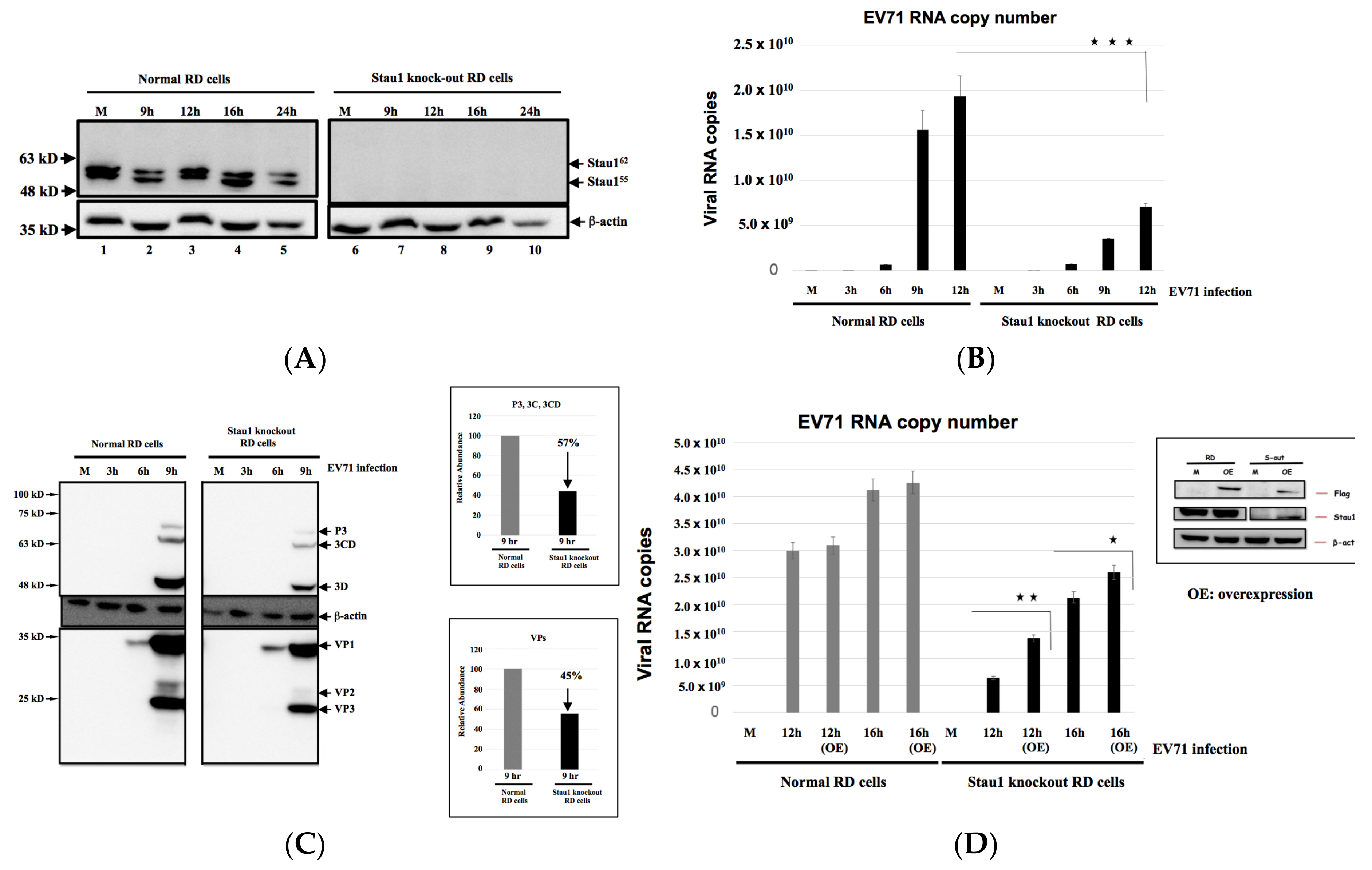 Viruses 11 00142 g004
