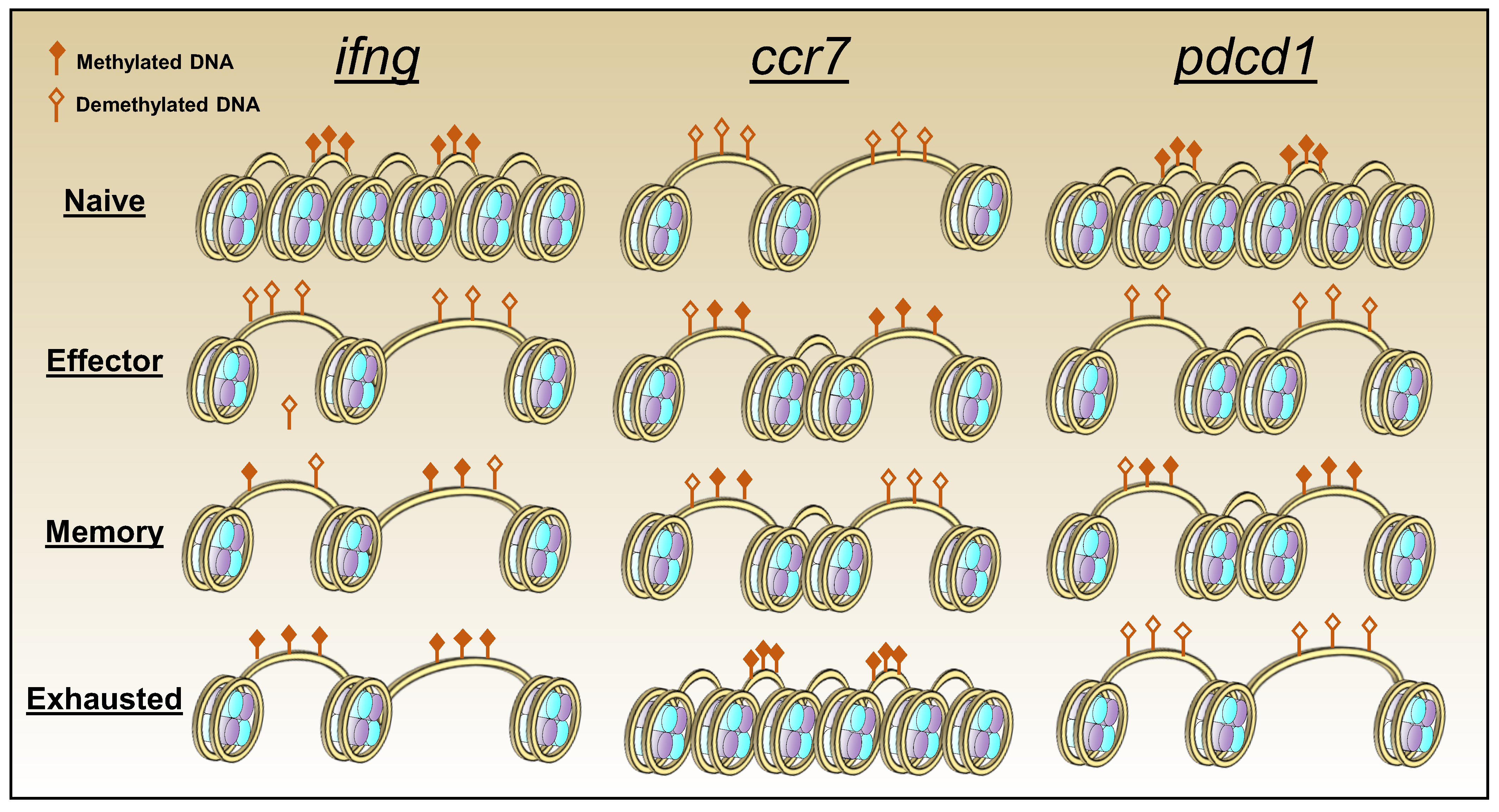 Viruses 11 00156 g003 Viruses 11 00156 g003