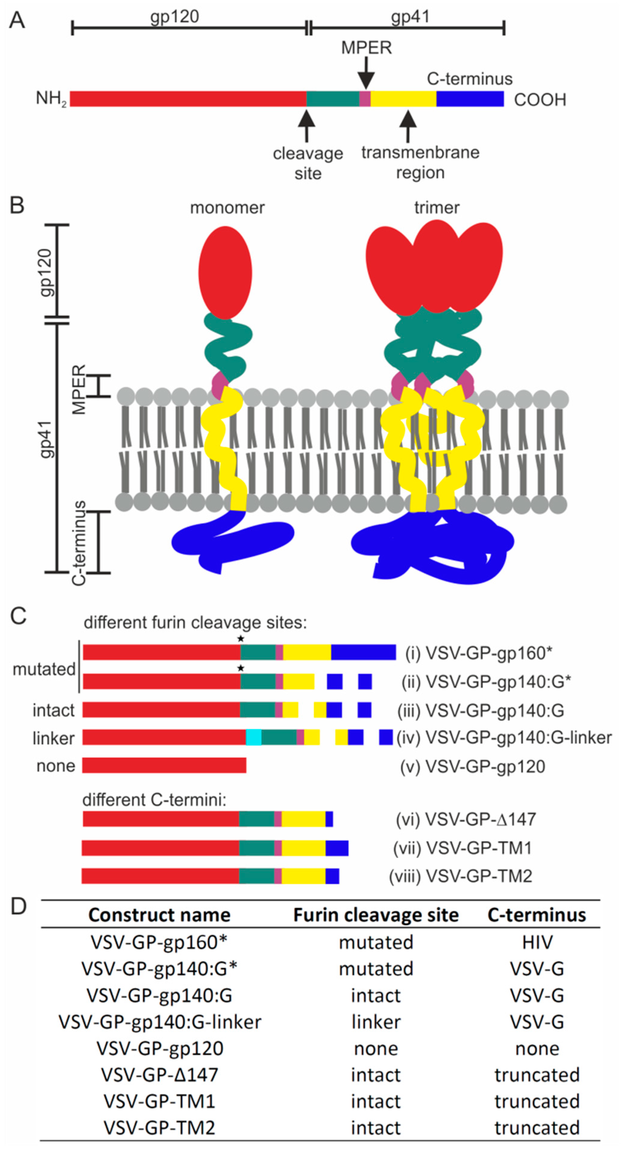 Viruses Free Full Text Induction Of Tier 1 Hiv Neutralizing Antibodies By Envelope Trimers Incorporated Into A Replication Competent Vesicular Stomatitis Virus Vector Html