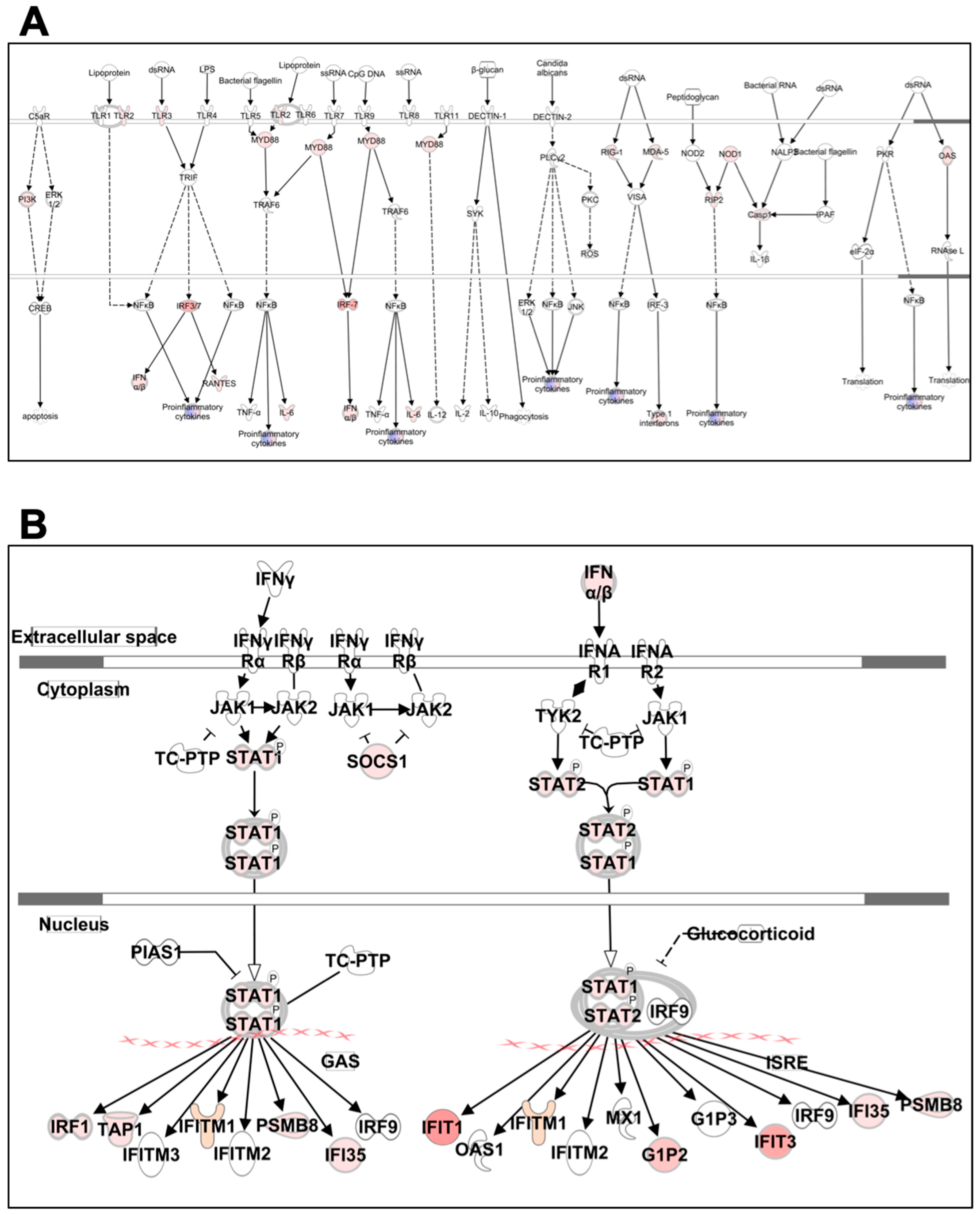 Viruses 11 00162 g006 Viruses 11 00162 g006