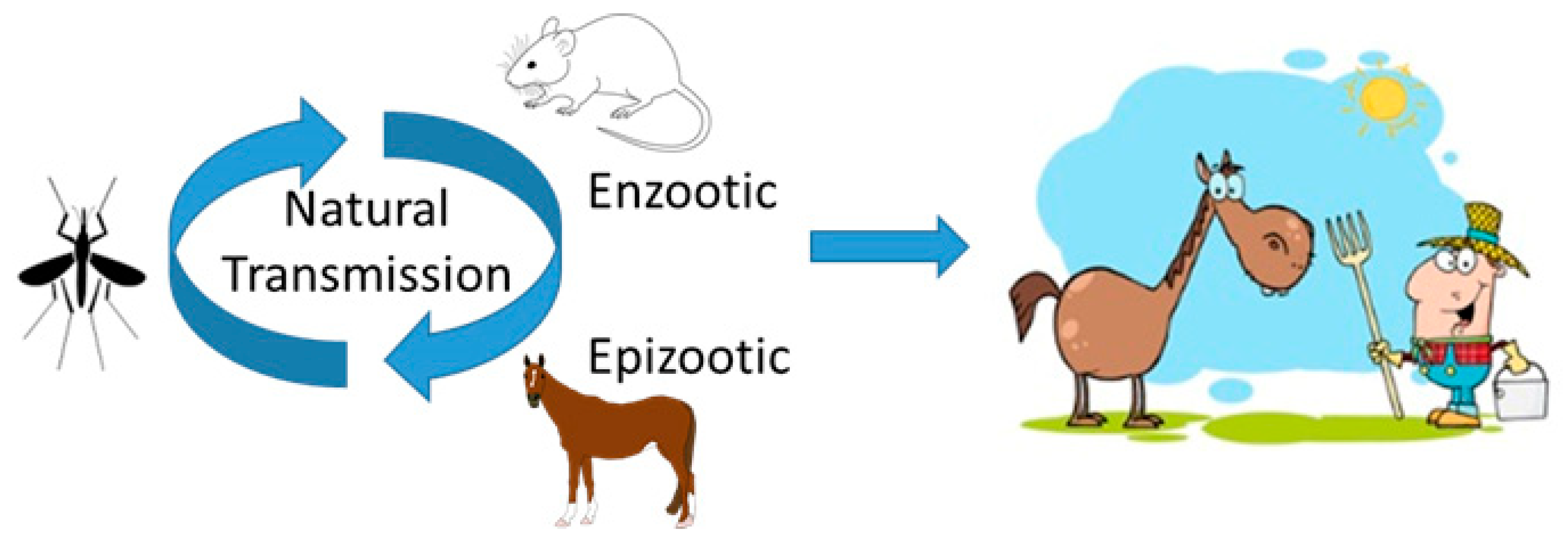 Viruses | Free Full-Text | Current Understanding of the Molecular Basis of Venezuelan Equine Encephalitis Virus Pathogenesis and Vaccine Development Viruses | Free Full-Text | Current Understanding of the Molecular Basis of Venezuelan Equine Encephalitis Virus Pathogenesis and Vaccine Development