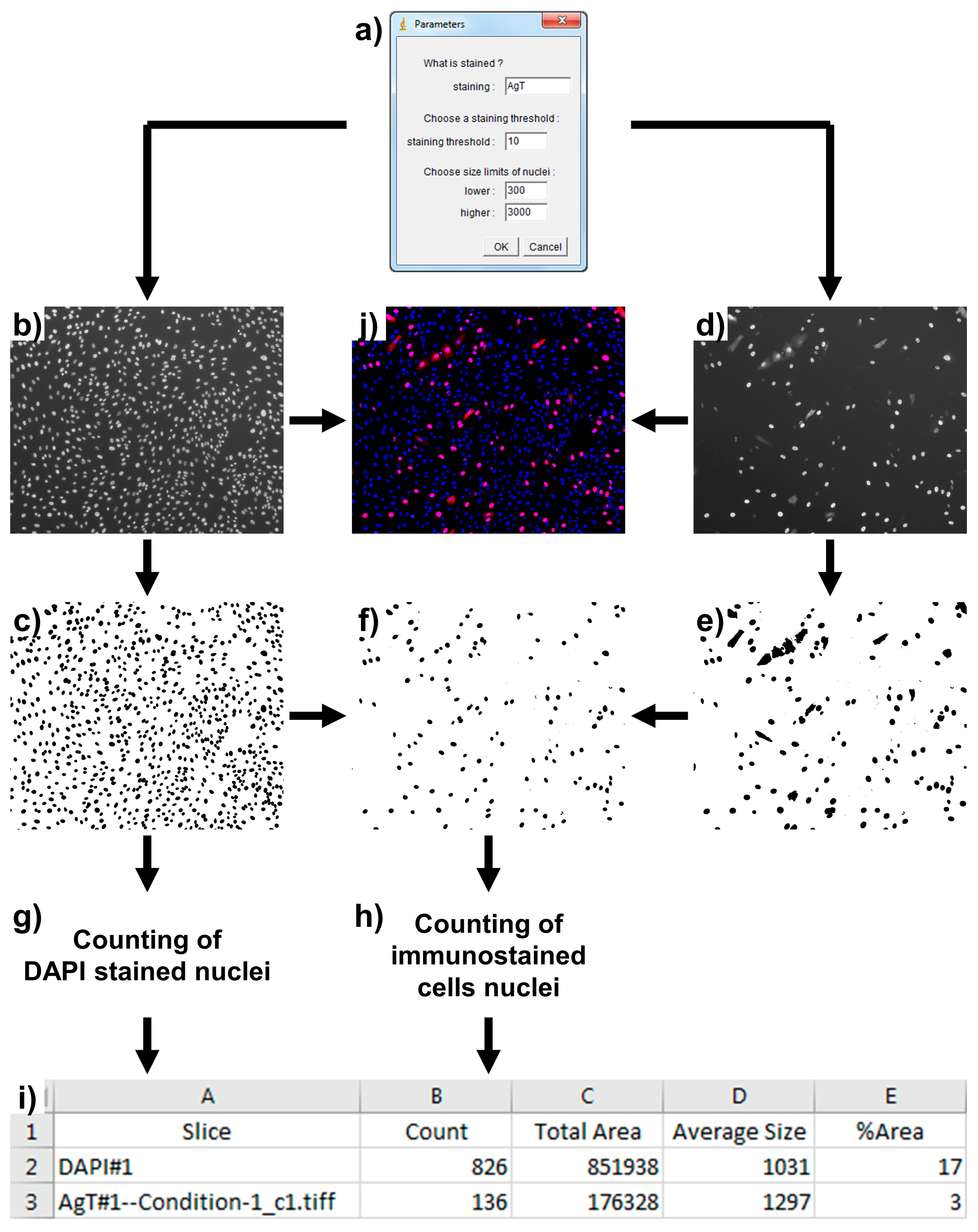 Viruses Free Full Text Quantif An Imagej Macro To