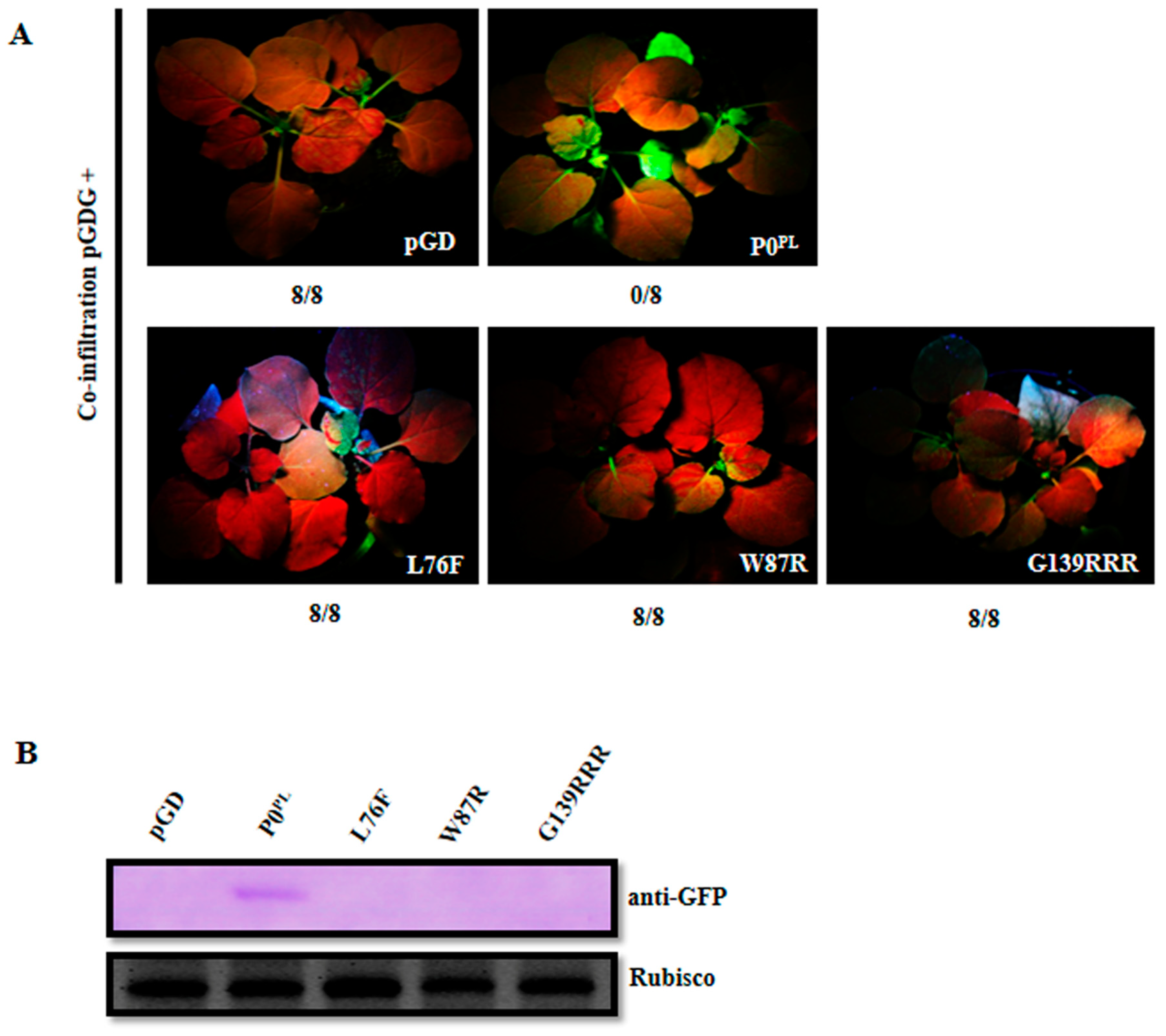 Viruses 11 00170 g002 Viruses 11 00170 g002