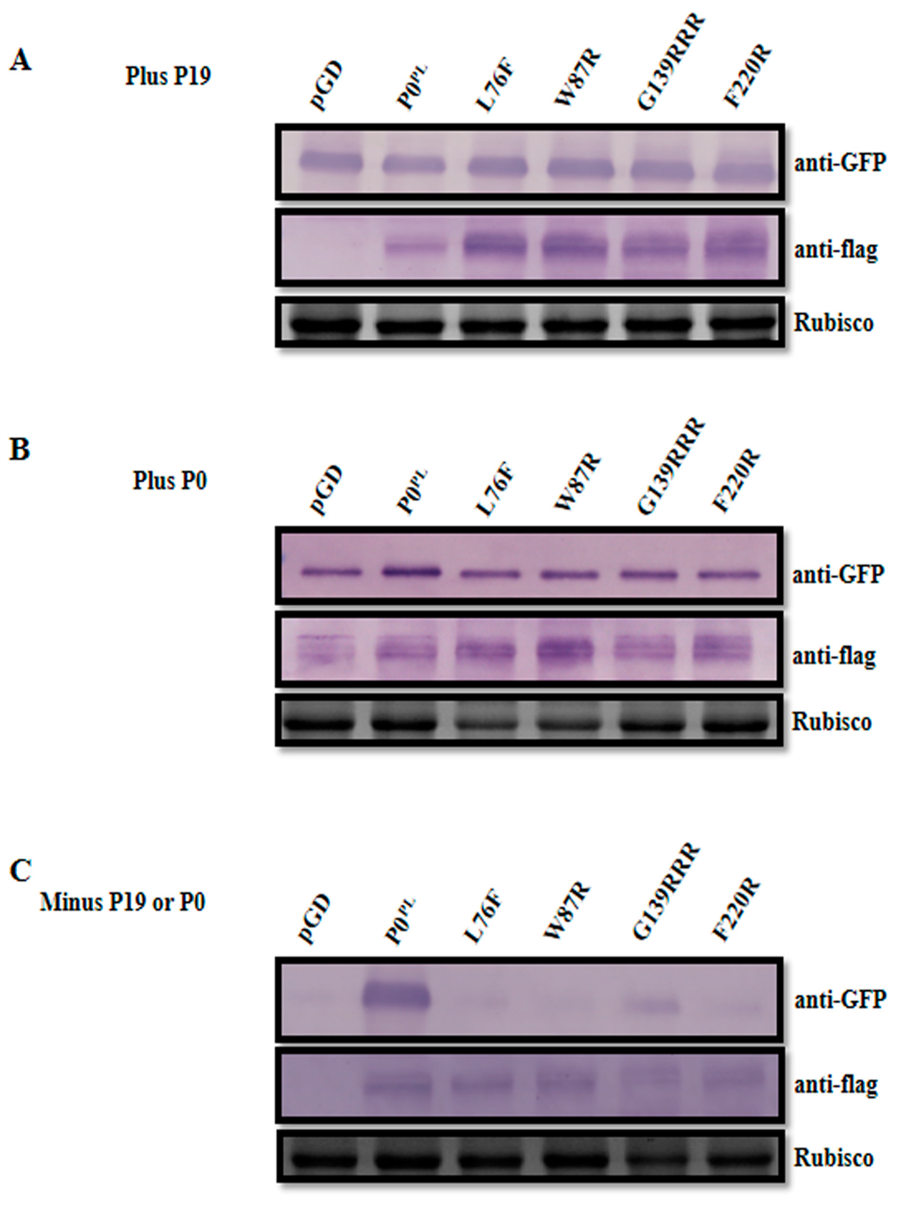 Viruses 11 00170 g003 Viruses 11 00170 g003