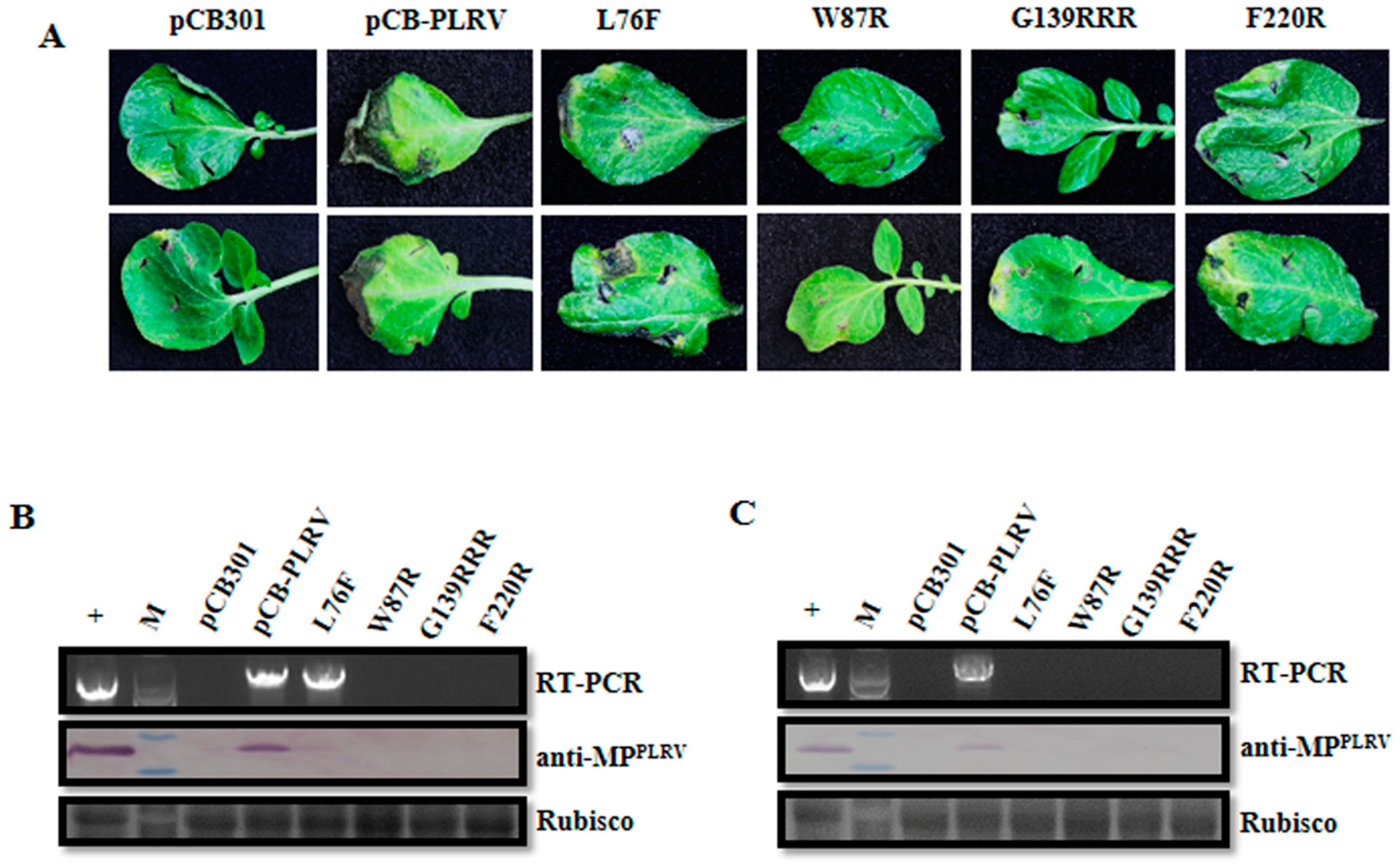 Viruses 11 00170 g005 Viruses 11 00170 g005