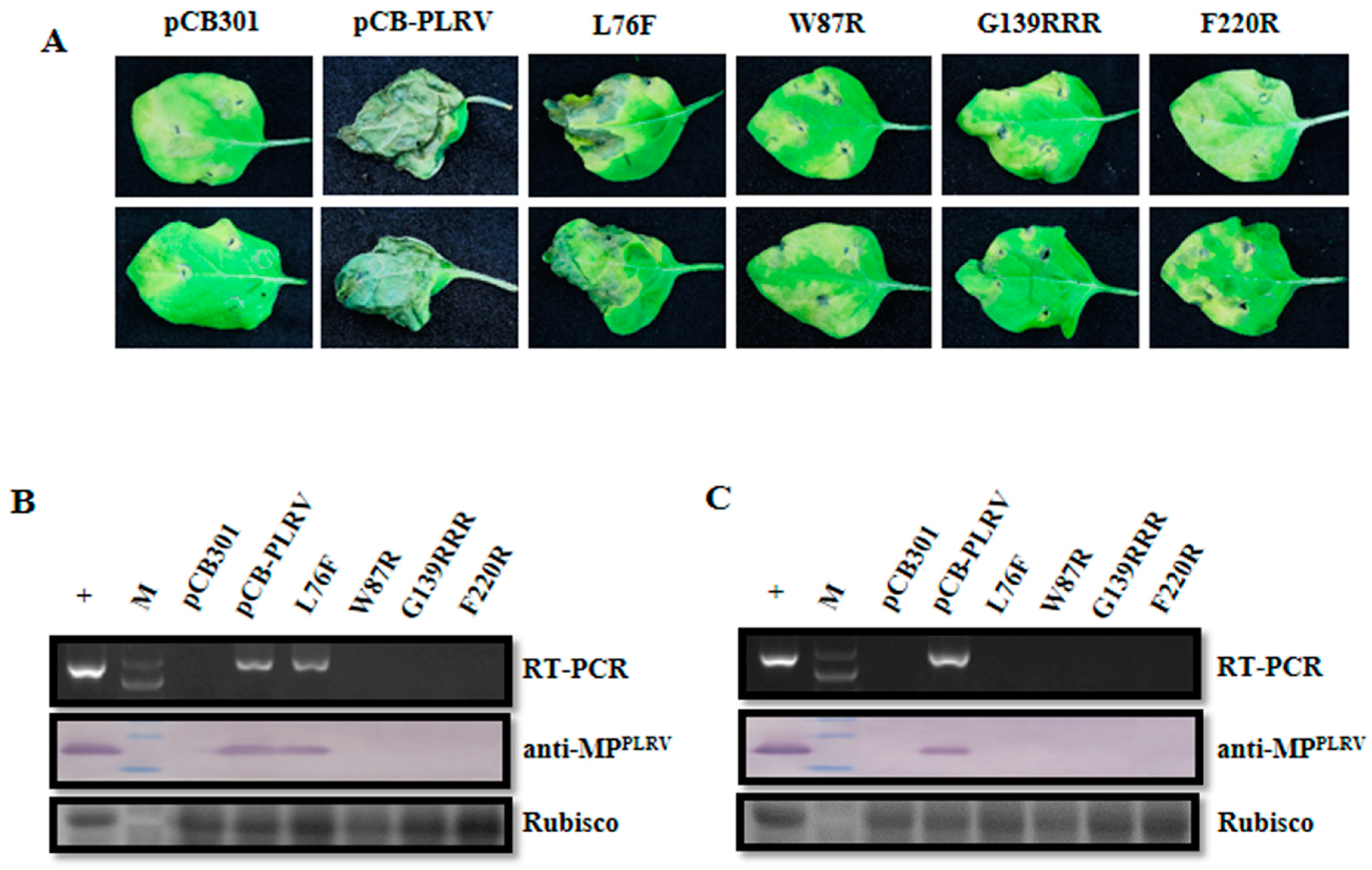 Viruses 11 00170 g006 Viruses 11 00170 g006