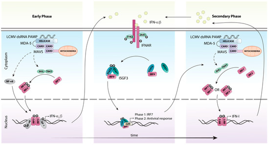 Viruses | Special Issue : LCMV – A Pillar for Immunology Research
