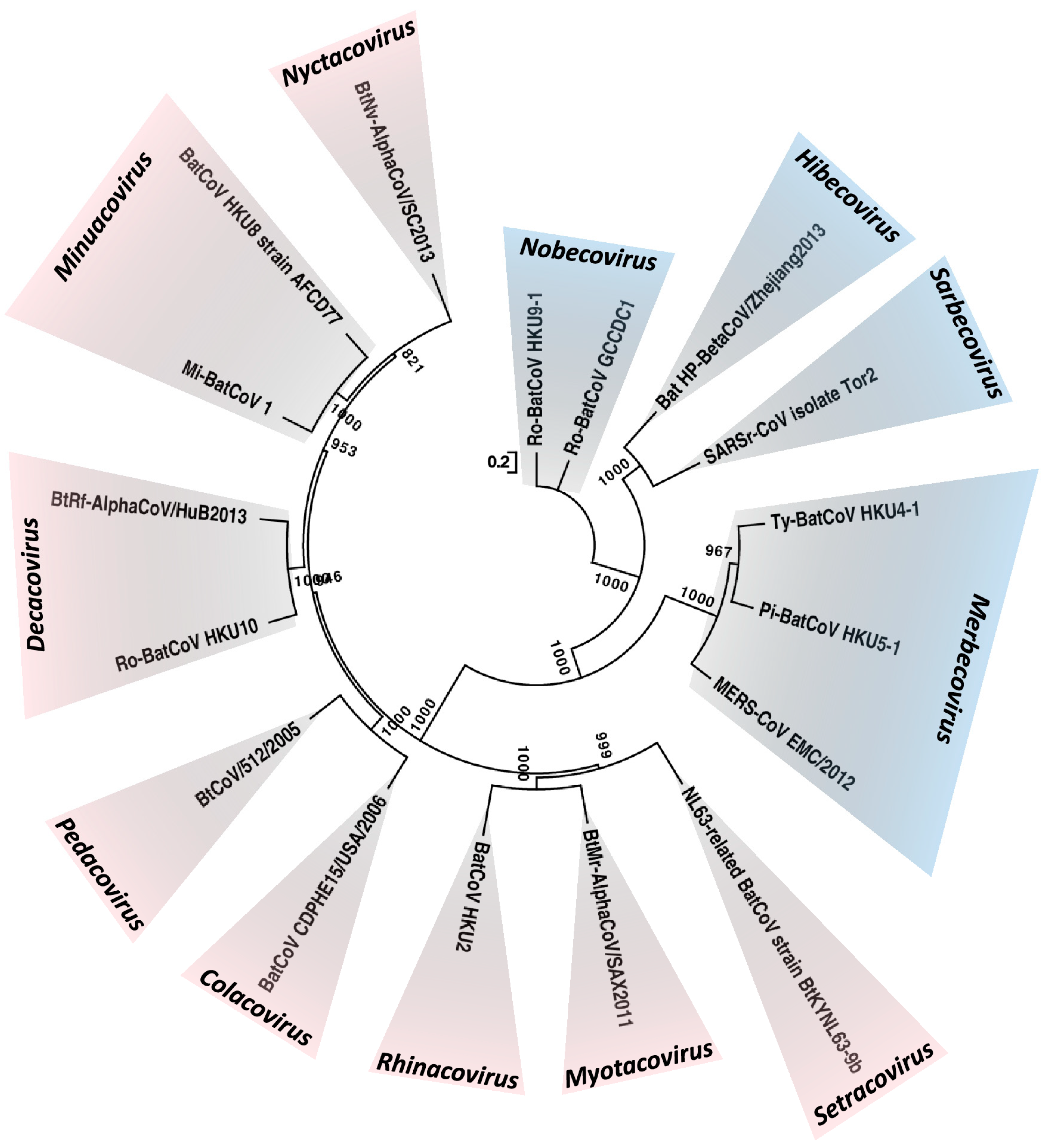 overschot Groene bonen Voeding Viruses | Free Full-Text | Global Epidemiology of Bat Coronaviruses