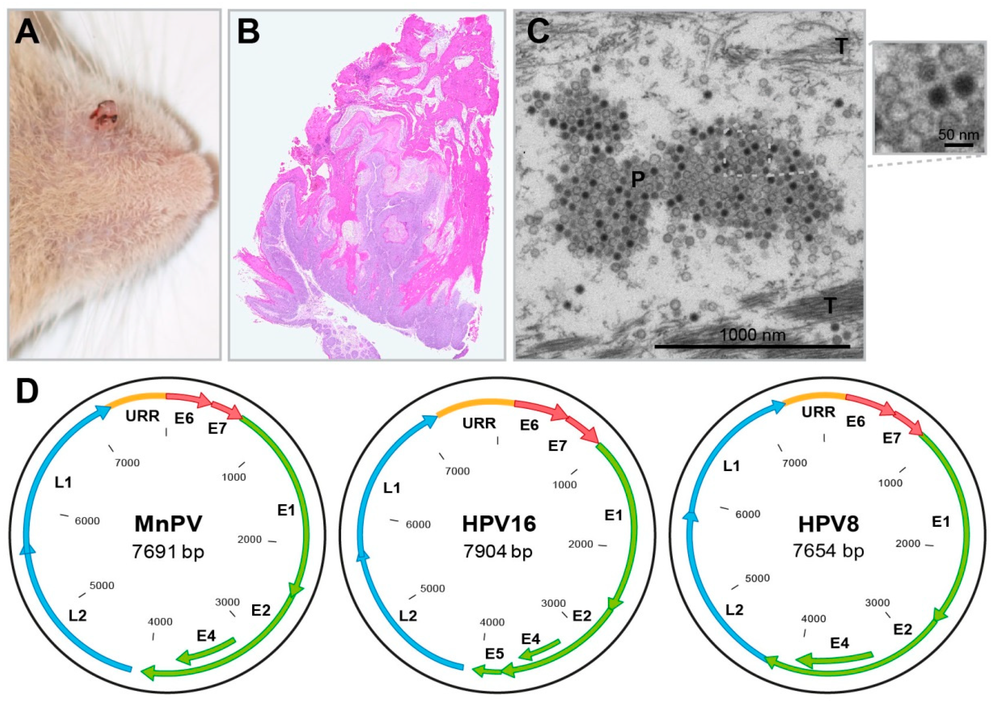 Viruses 11 00182 g004 Viruses 11 00182 g004