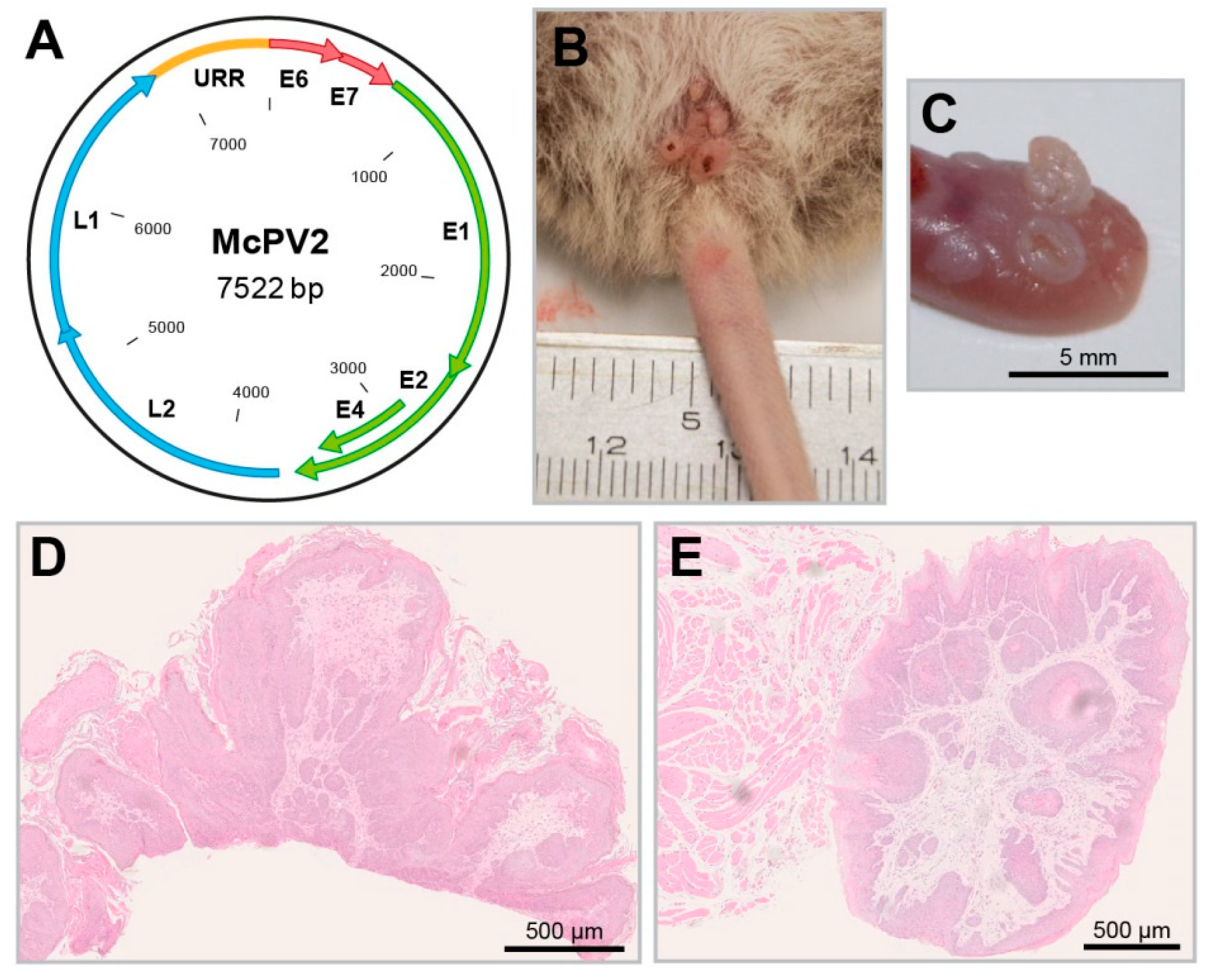 Viruses 11 00182 g005 Viruses 11 00182 g005