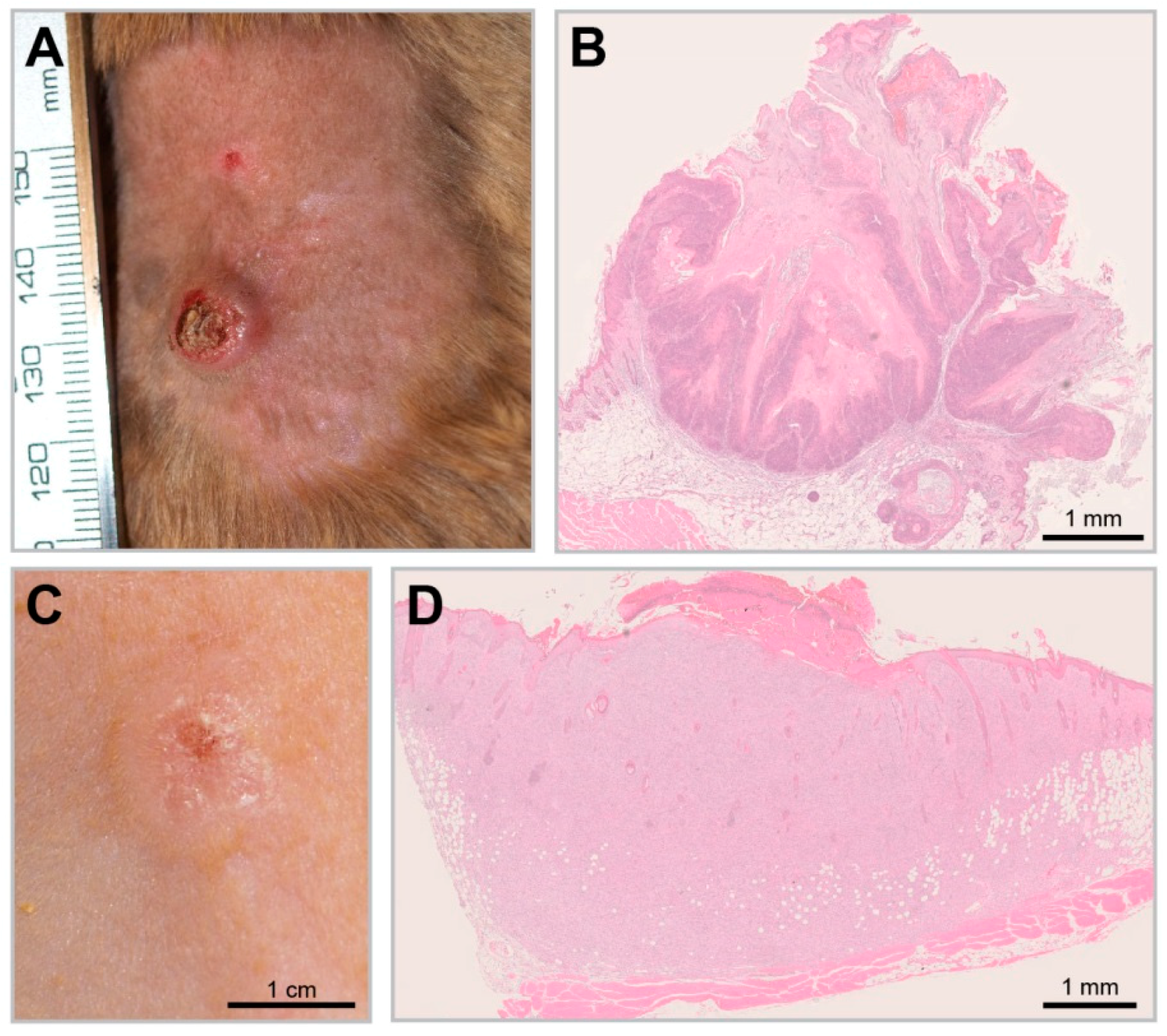 Viruses 11 00182 g006 Viruses 11 00182 g006