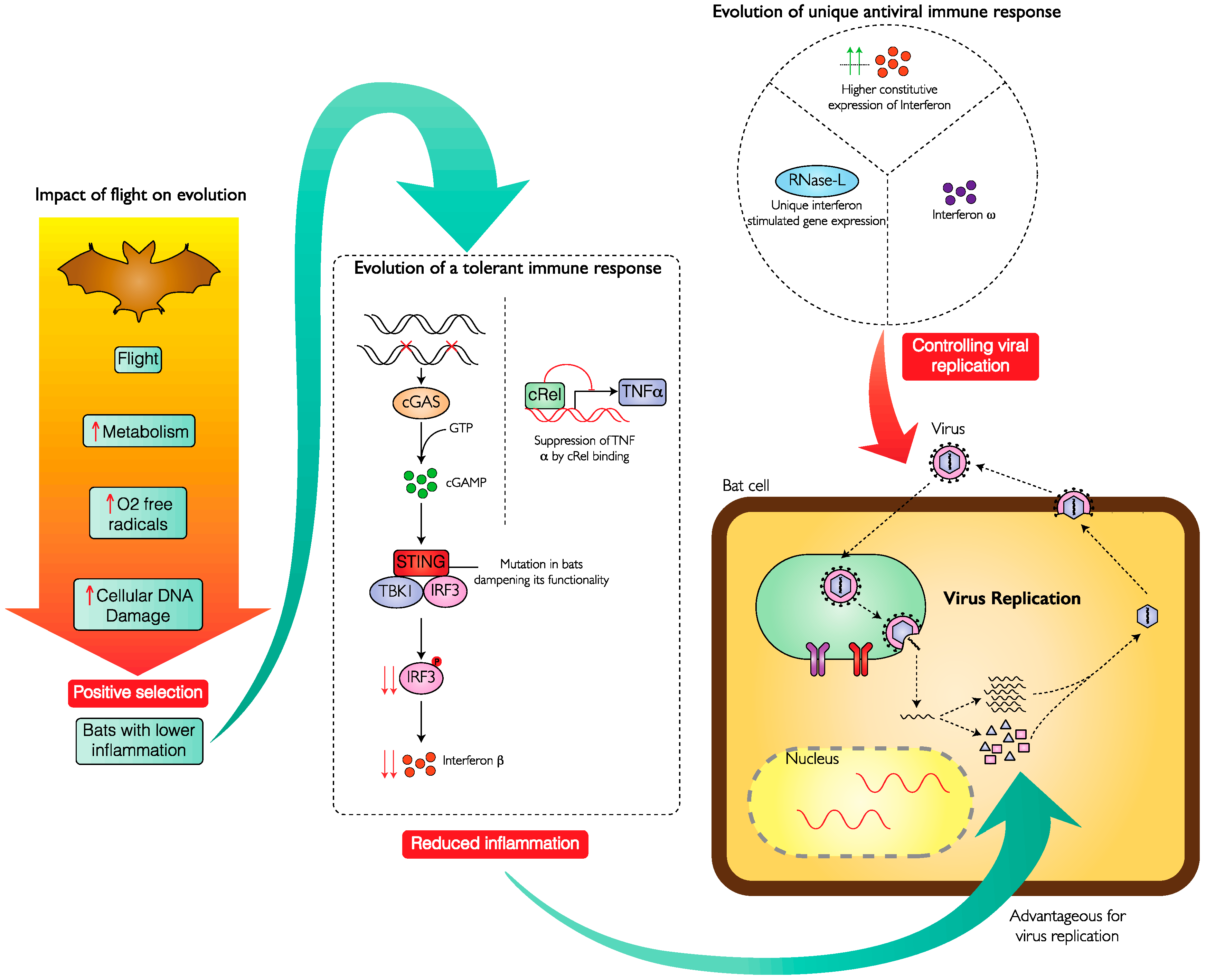 Viruses Free Full Text Immune System Modulation And Viral Persistence In Bats Understanding Viral Spillover Html