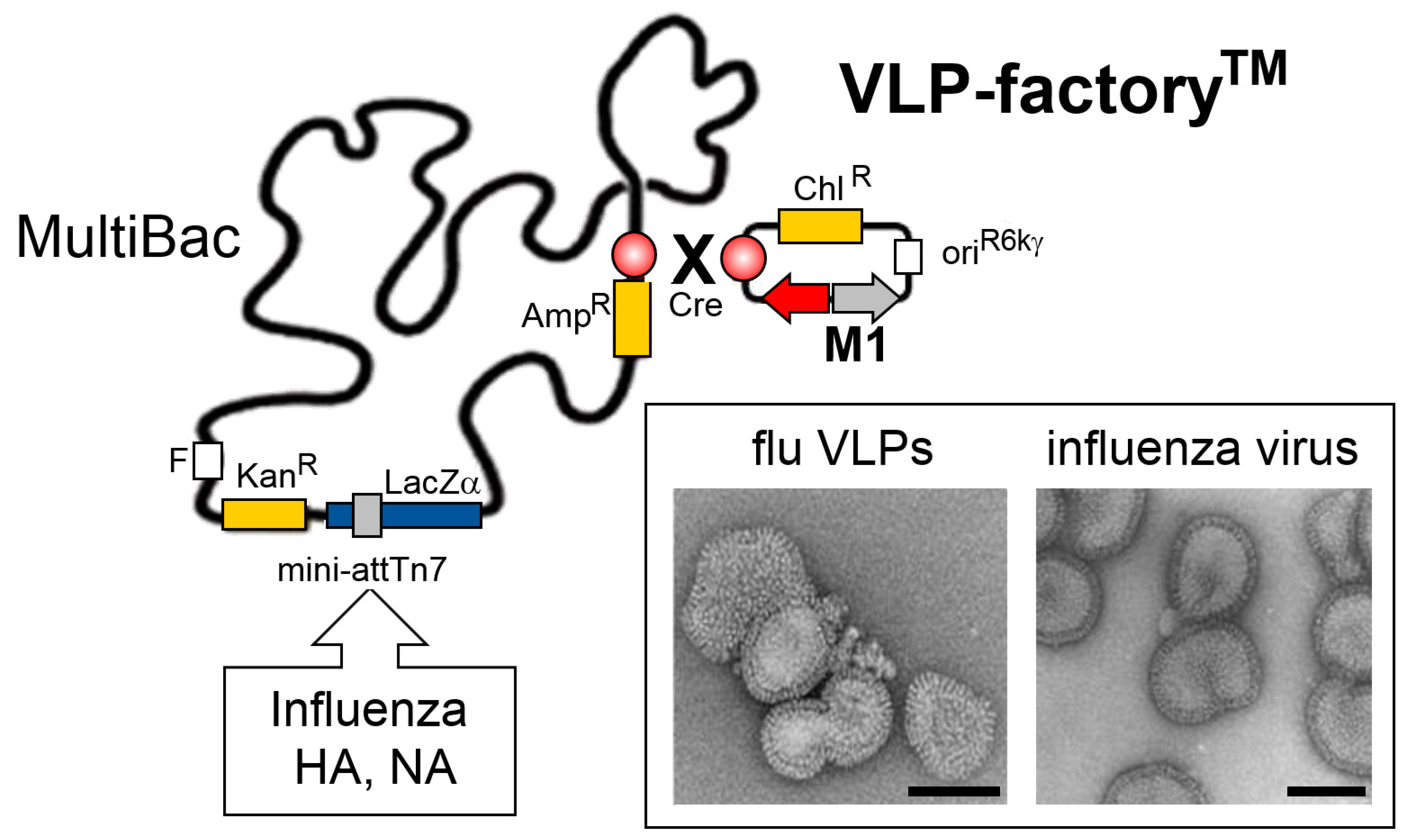 Viruses 11 00198 g005
