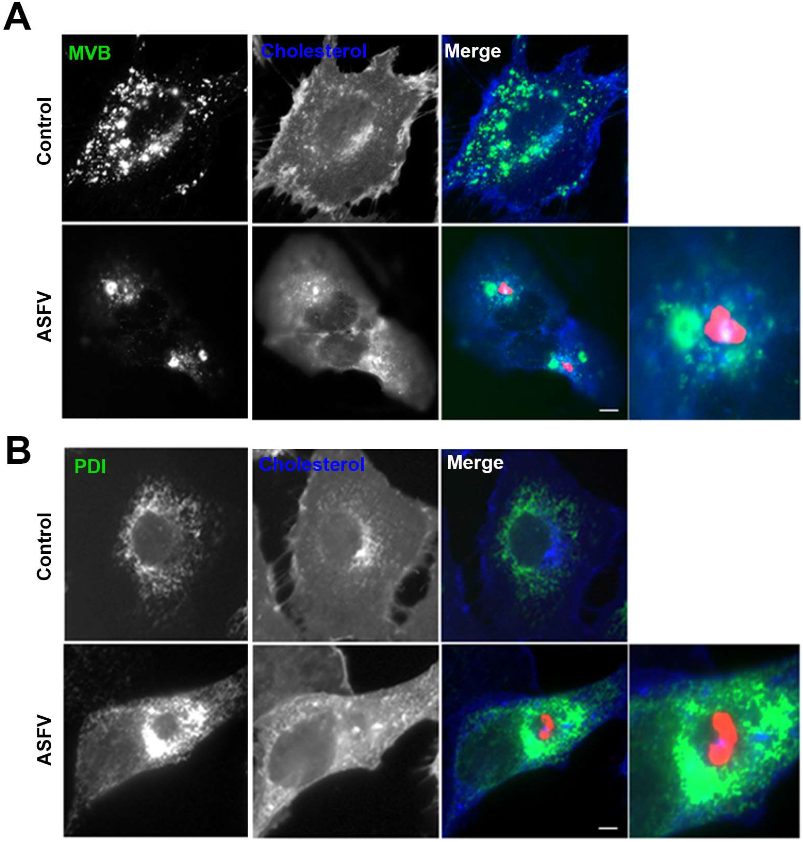 Viruses 11 00199 g001