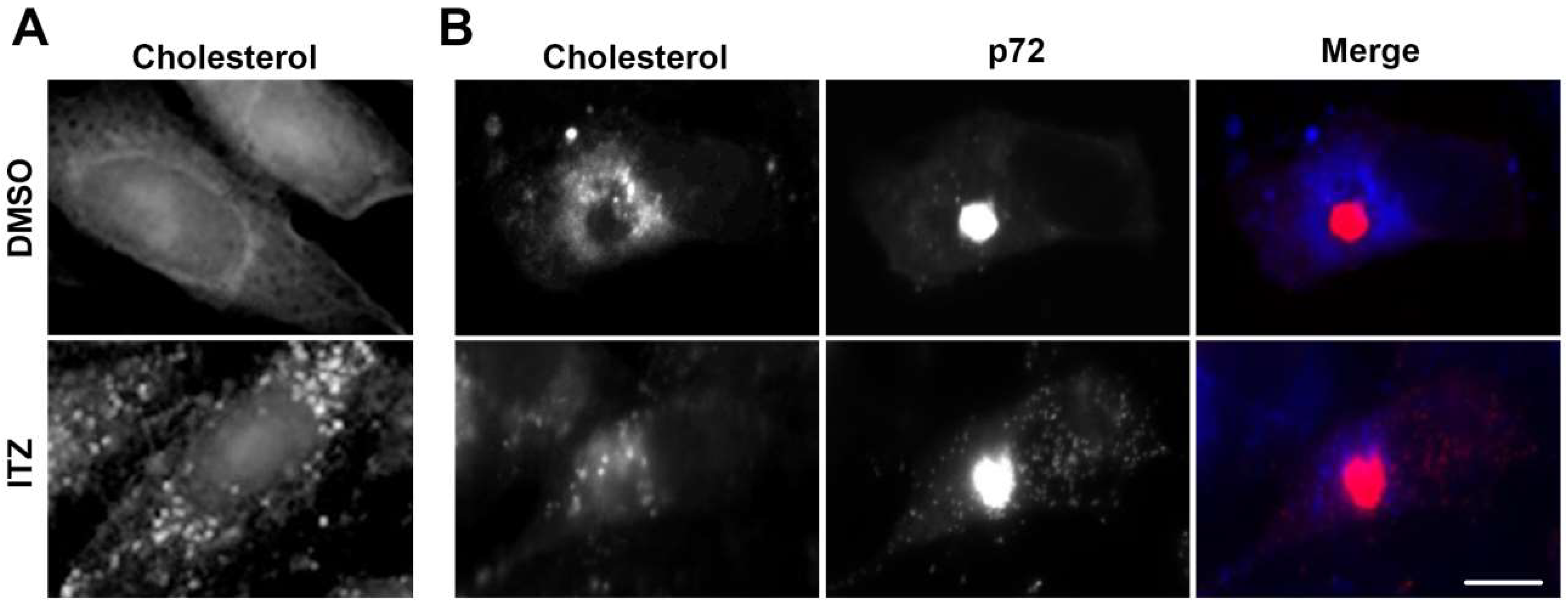 Viruses 11 00199 g002