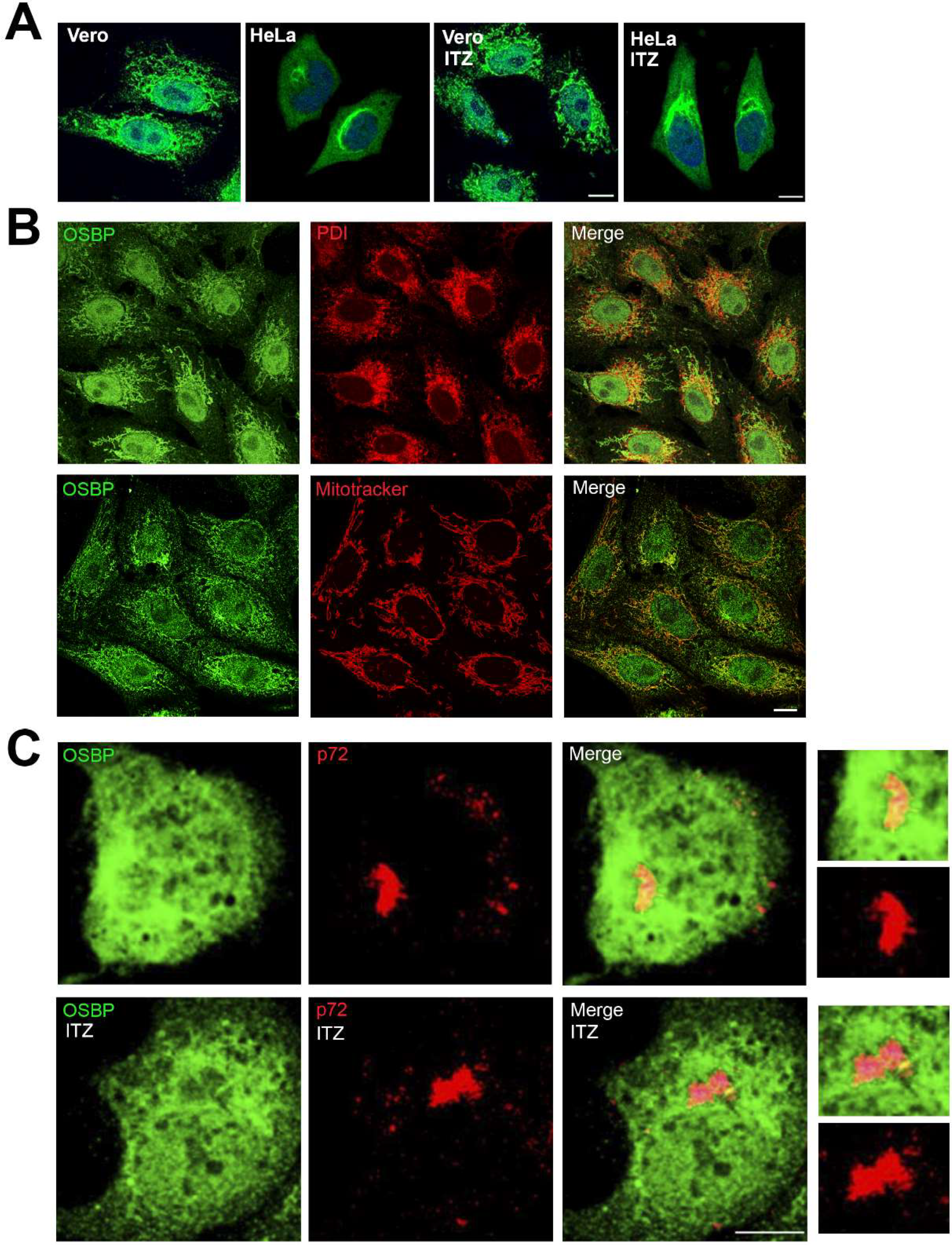 Viruses 11 00199 g005