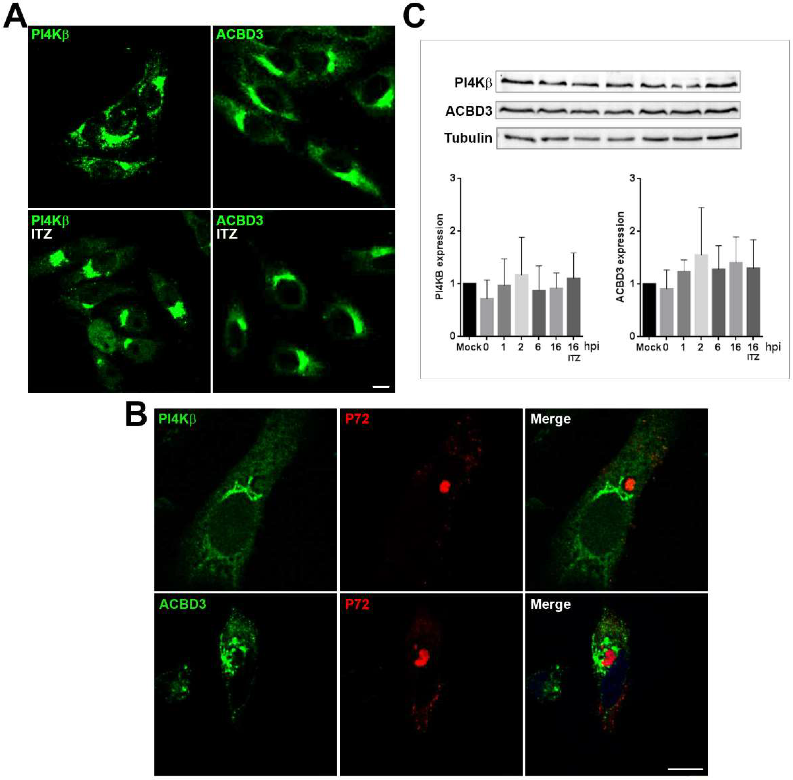 Viruses 11 00199 g006