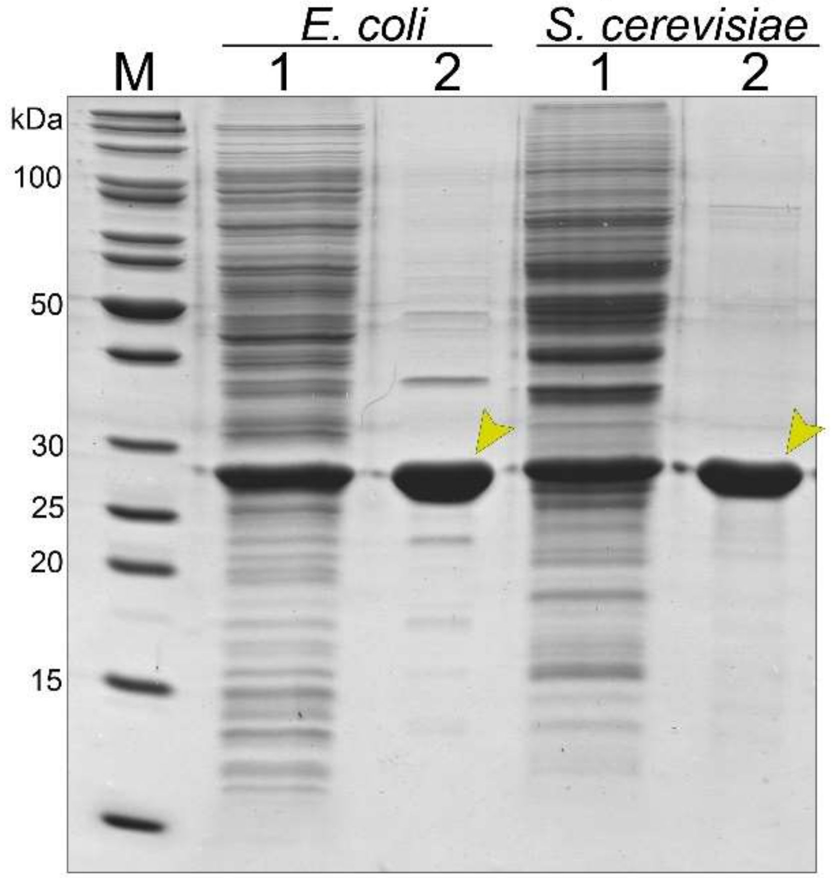 Viruses 11 00208 g002