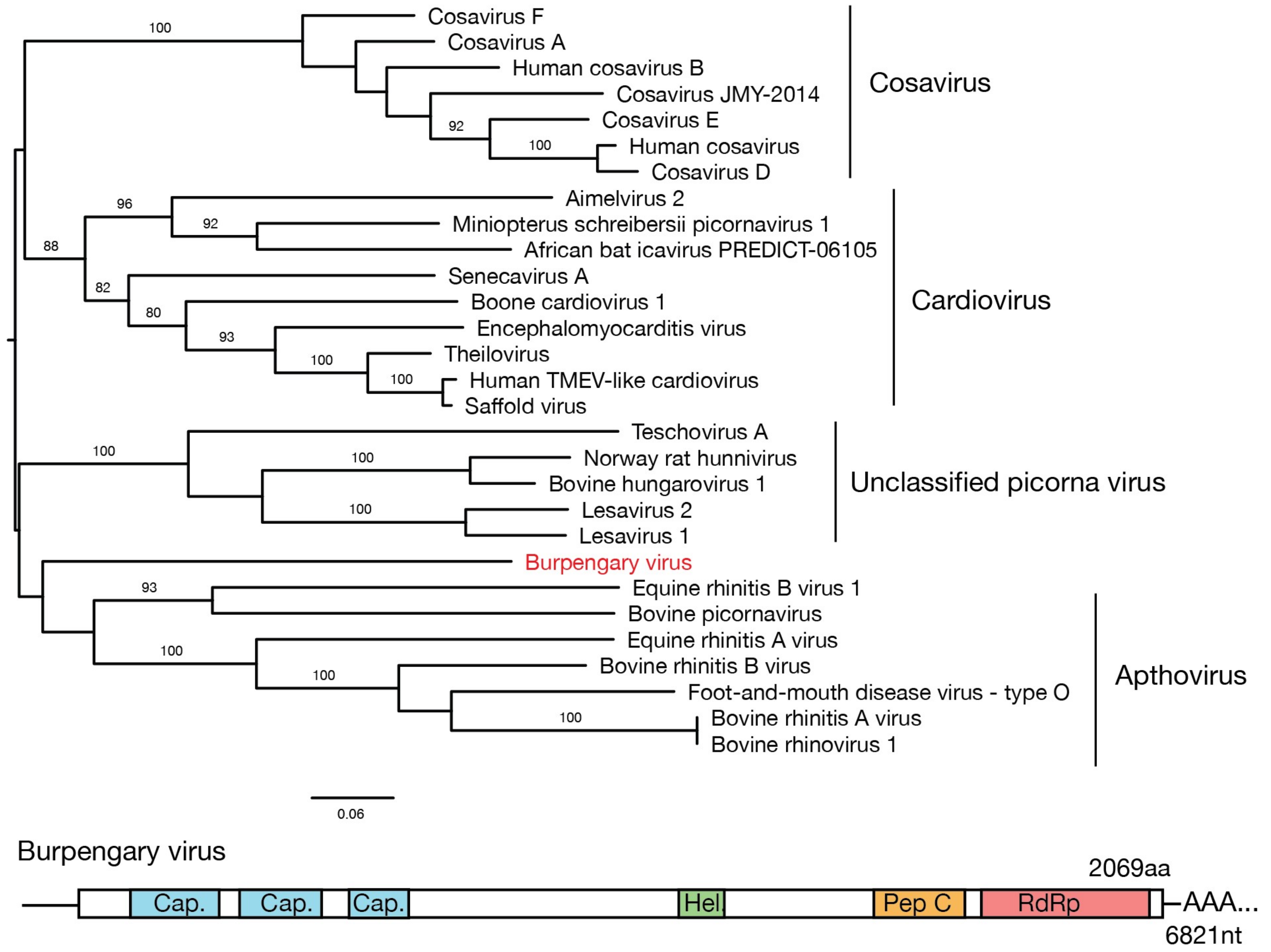 Viruses 11 00211 g001 550