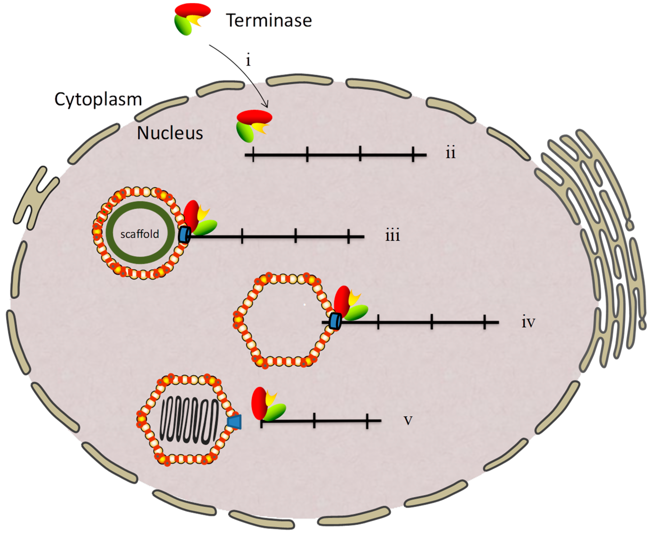 Viruses 11 00219 g001 Viruses 11 00219 g001