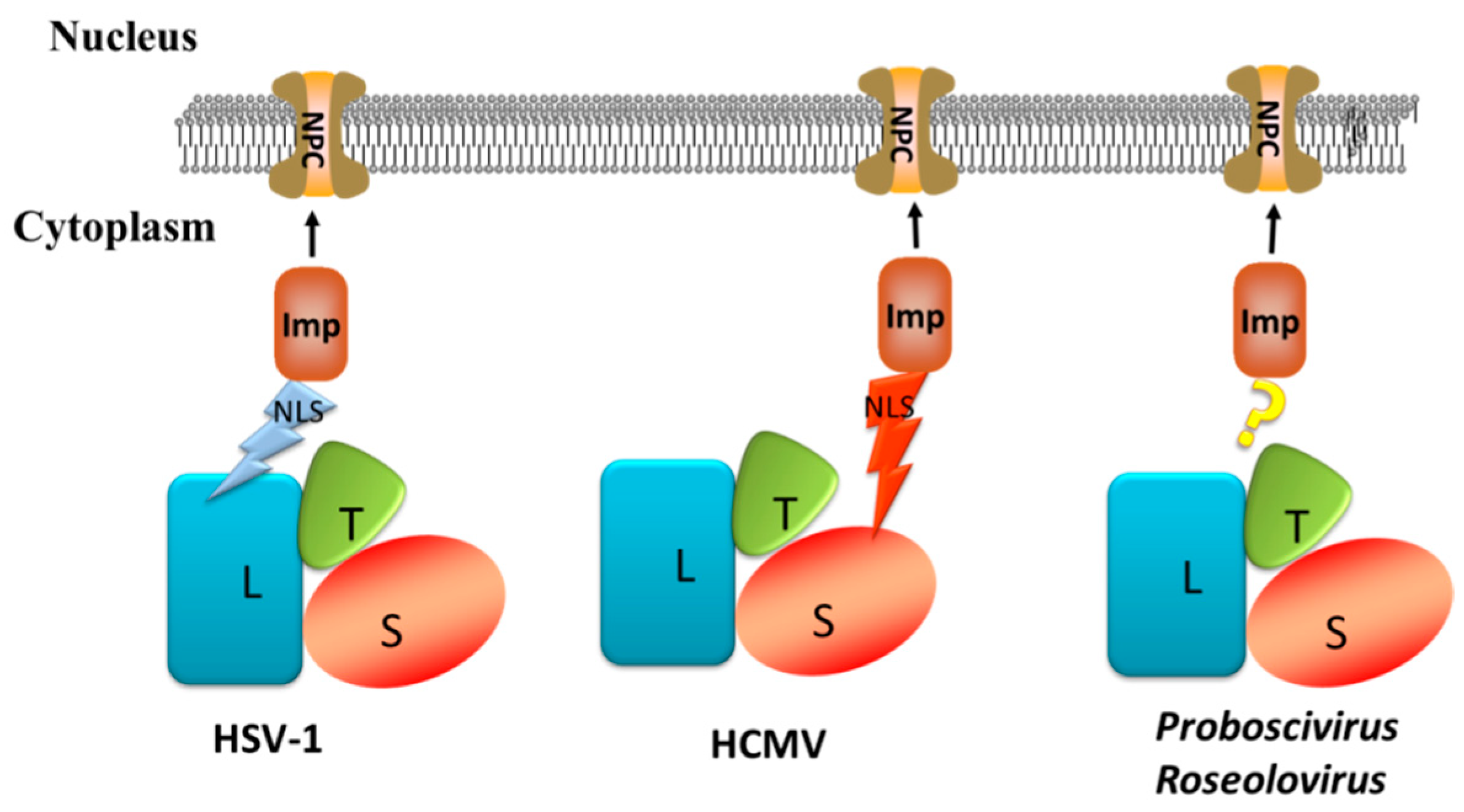 Viruses 11 00219 g006 Viruses 11 00219 g006