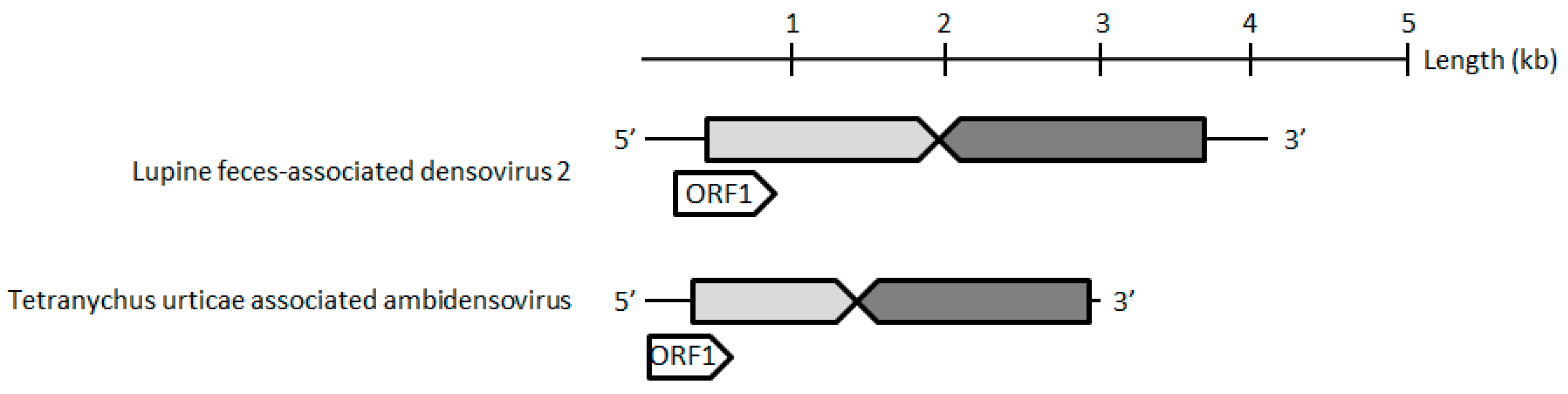 Viruses 11 00233 g002b