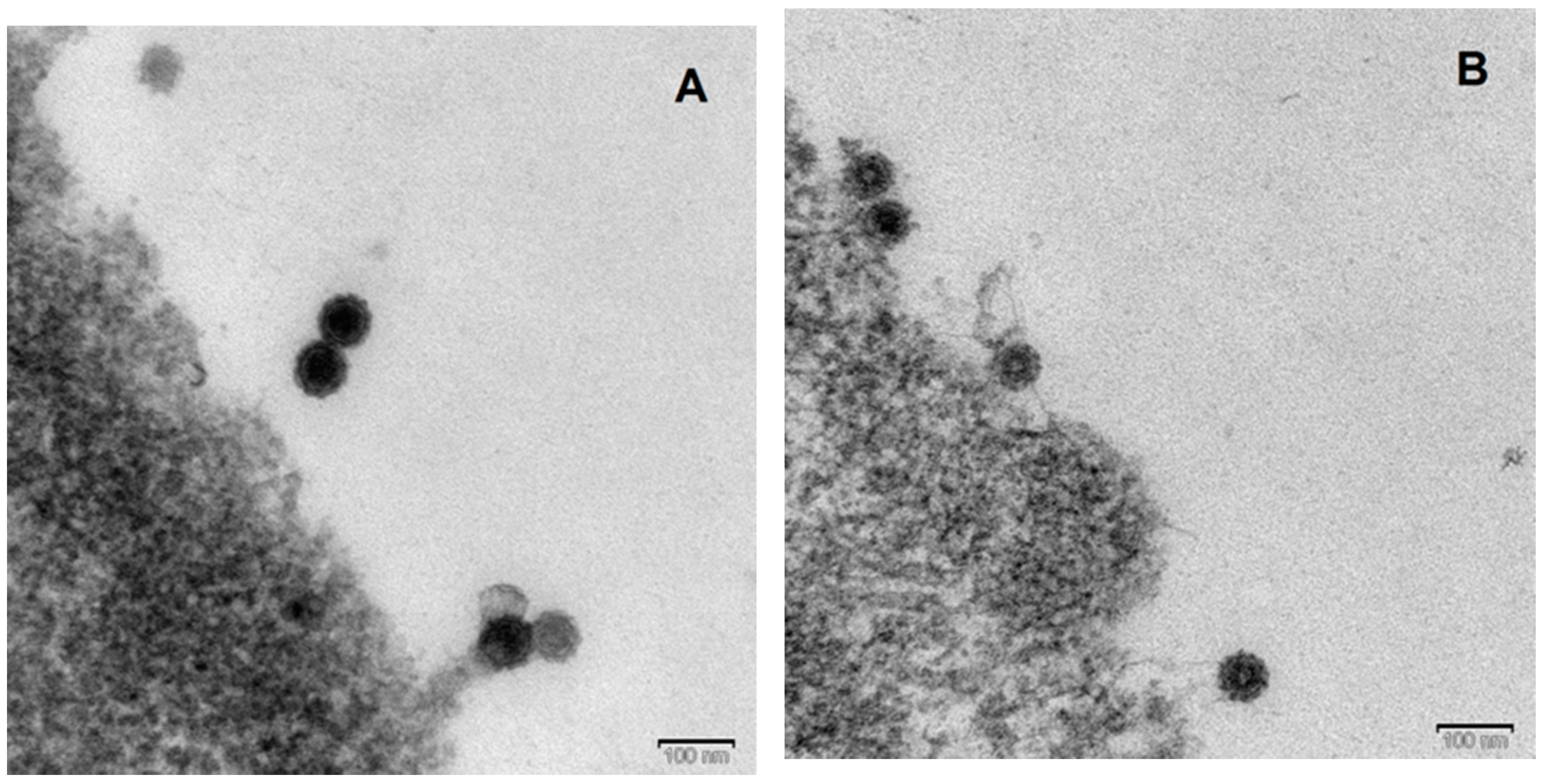 Viruses 11 00234 g005