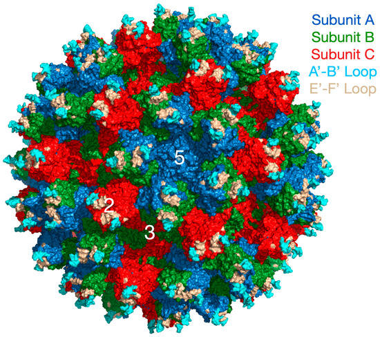 The Dynamic Capsid Structures of the Noroviruses